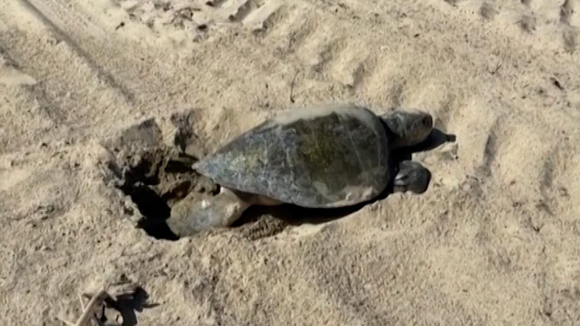 Anidación Natural de Tortuga Marina en California