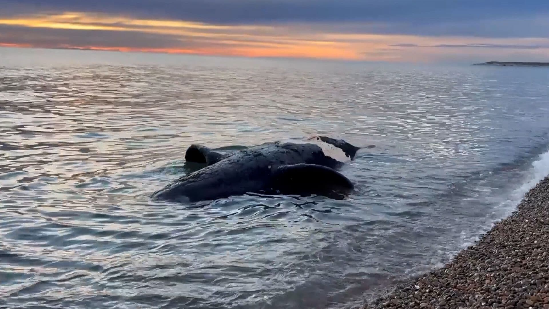 Encuentran Ballenas Muertas en Playa