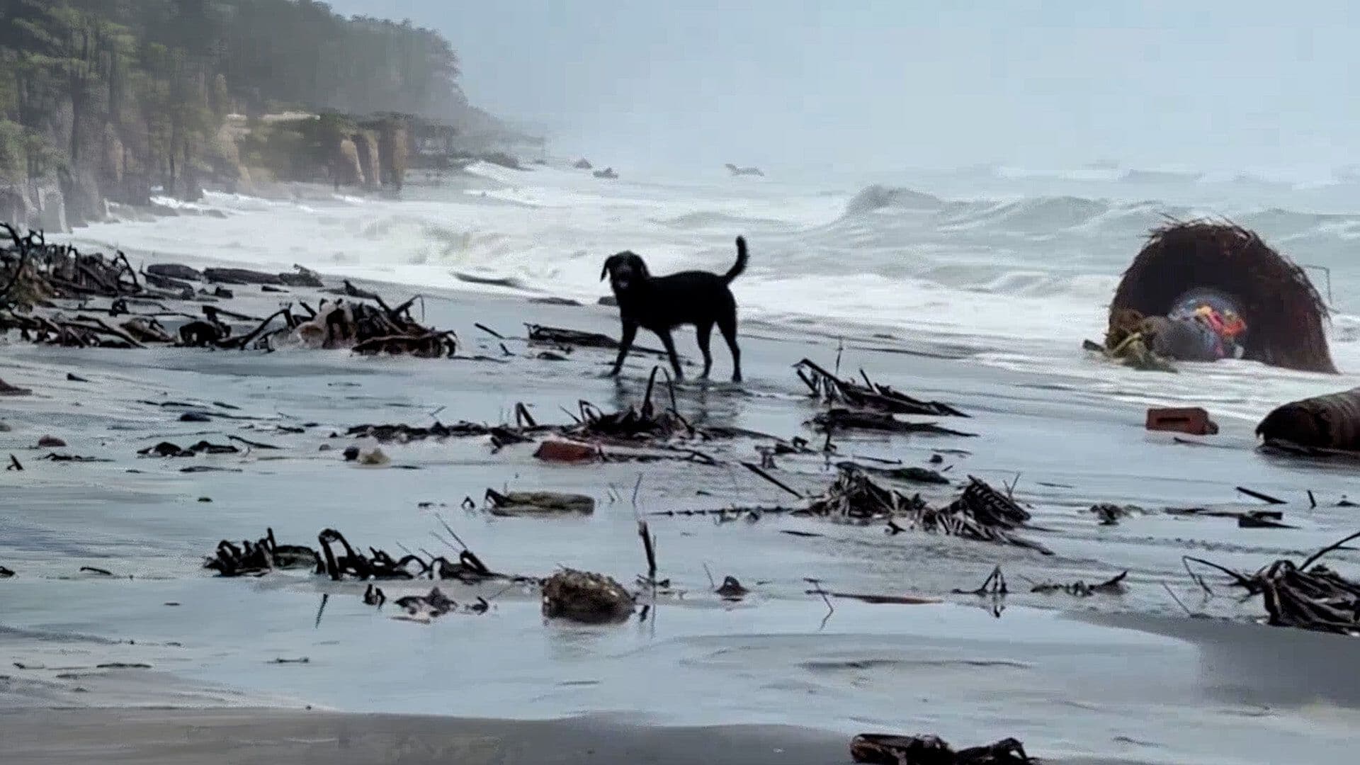Max, el Perro 'Cazador de Huracanes' Se Hace Viral