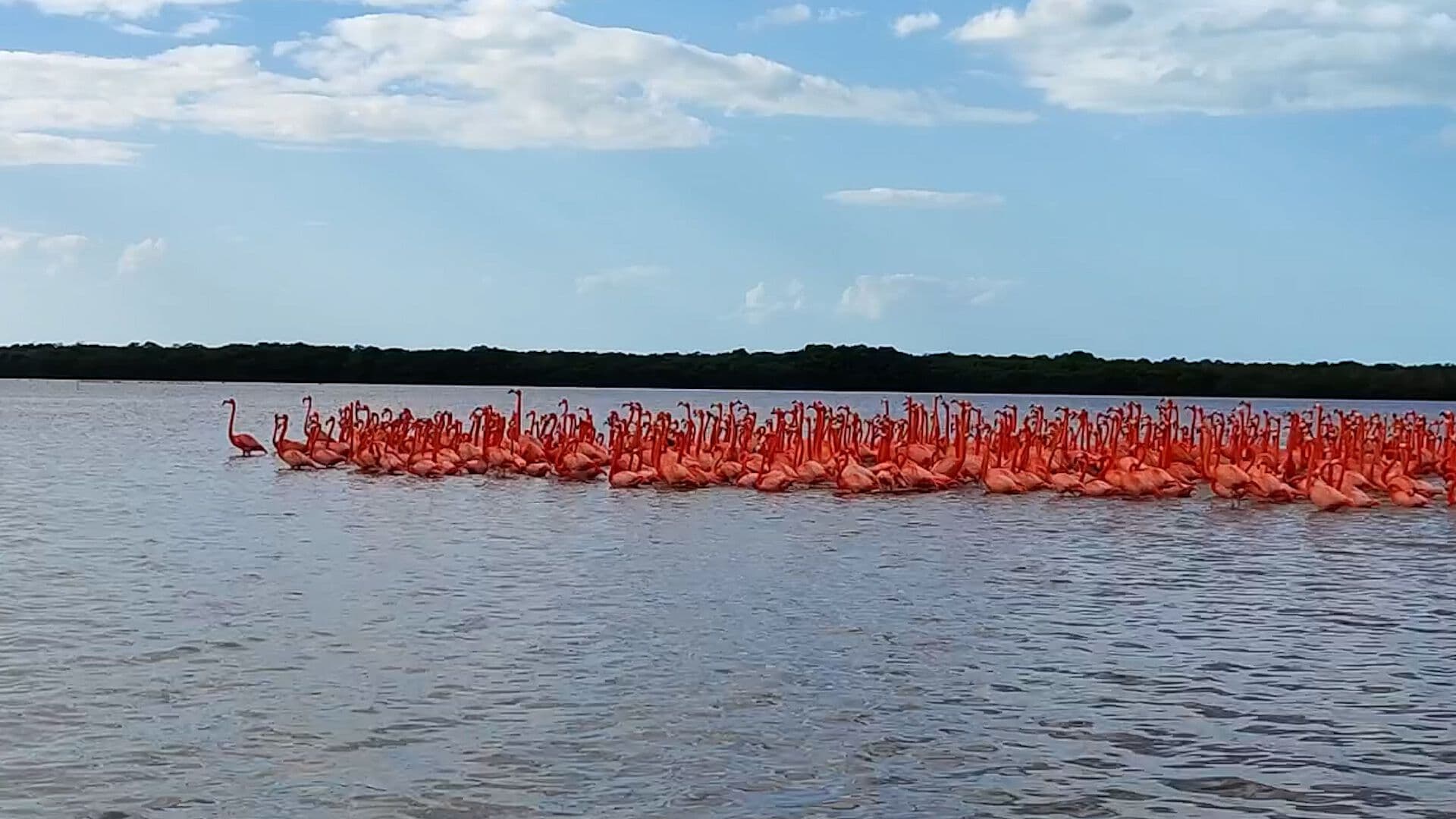 Avistan Cortejo de Flamencos