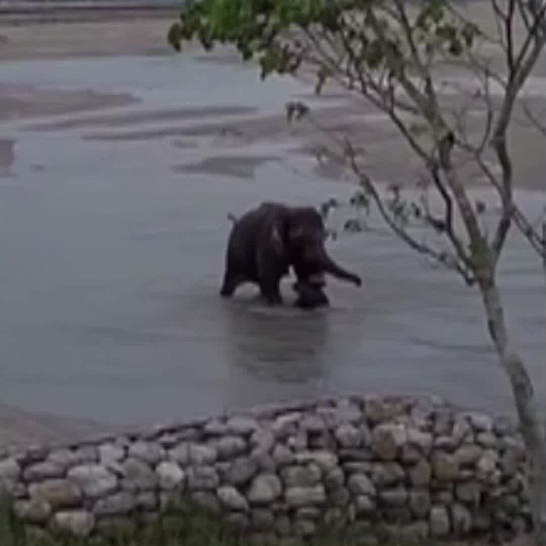 Se Reúnen Madre Elefante y su Cría