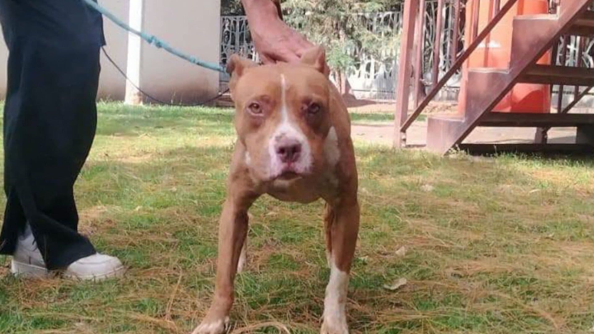 Rescatada Perra Raza Pitbull Cariño Maltrato Animal Casa Blanca Amozoc Puebla