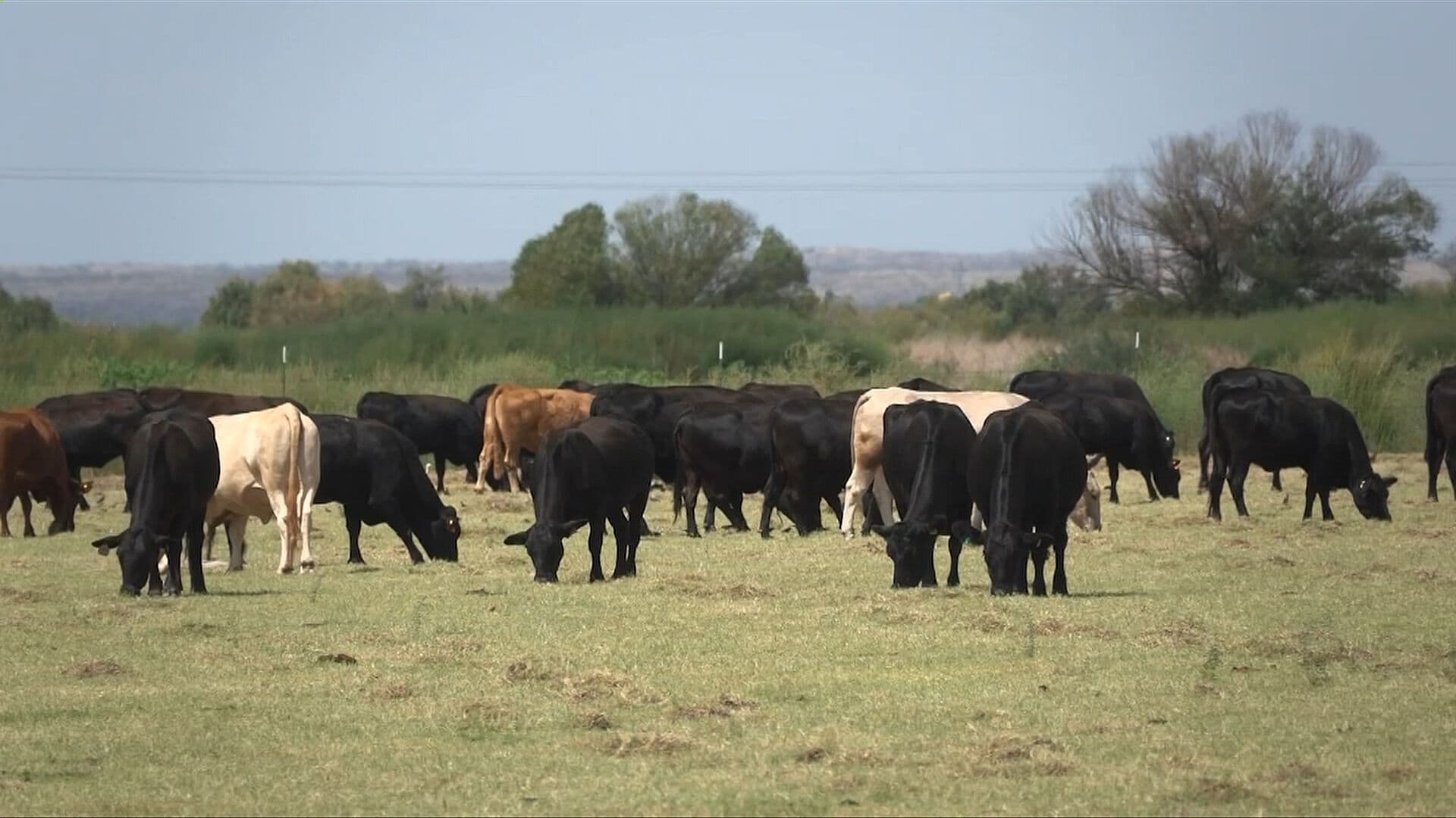 Reactivan Exportación de Ganado Bovino a Estados Unidos