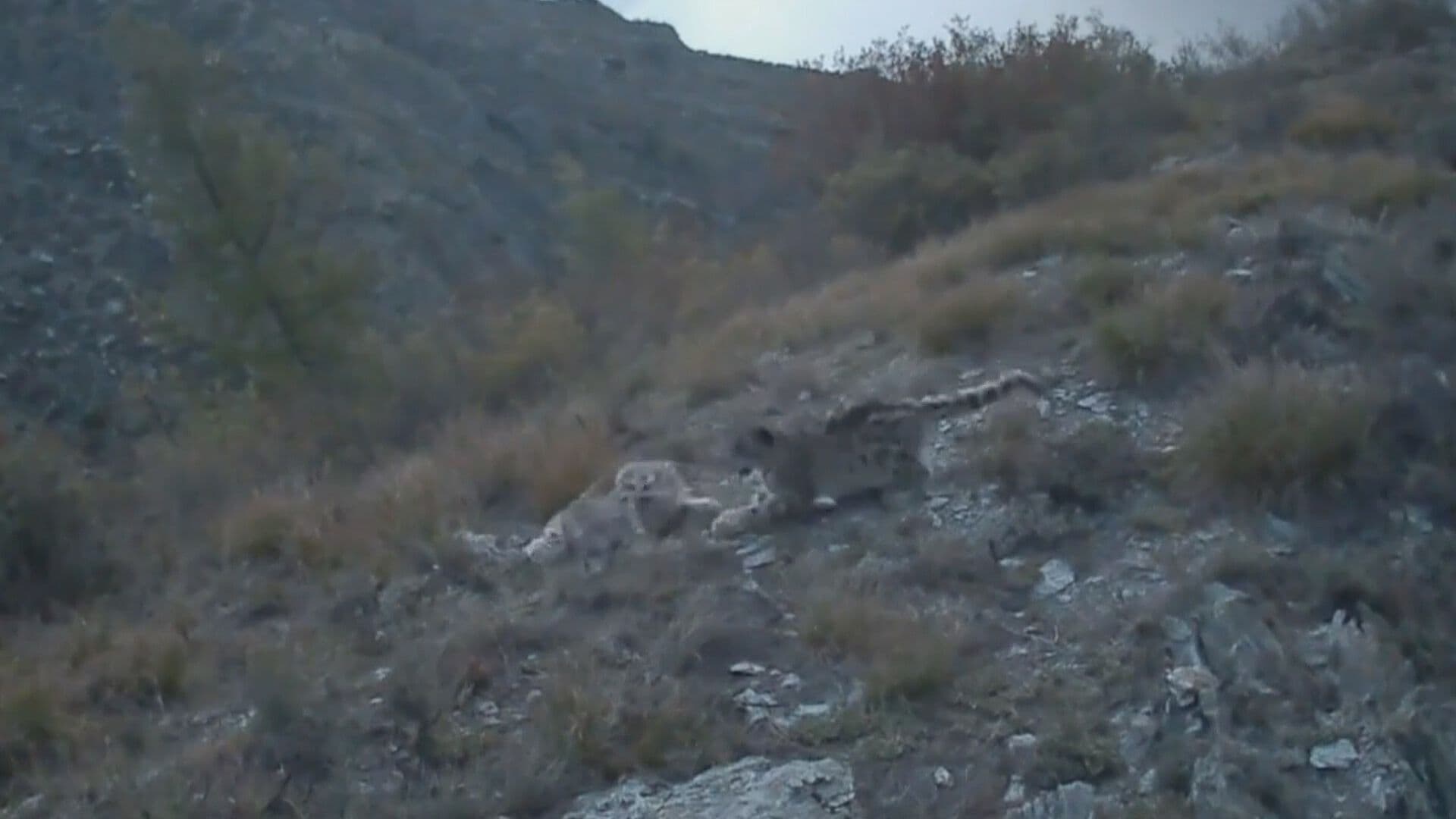 Captan a Dos Cachorros Leopardo de las Nieves en Rusia