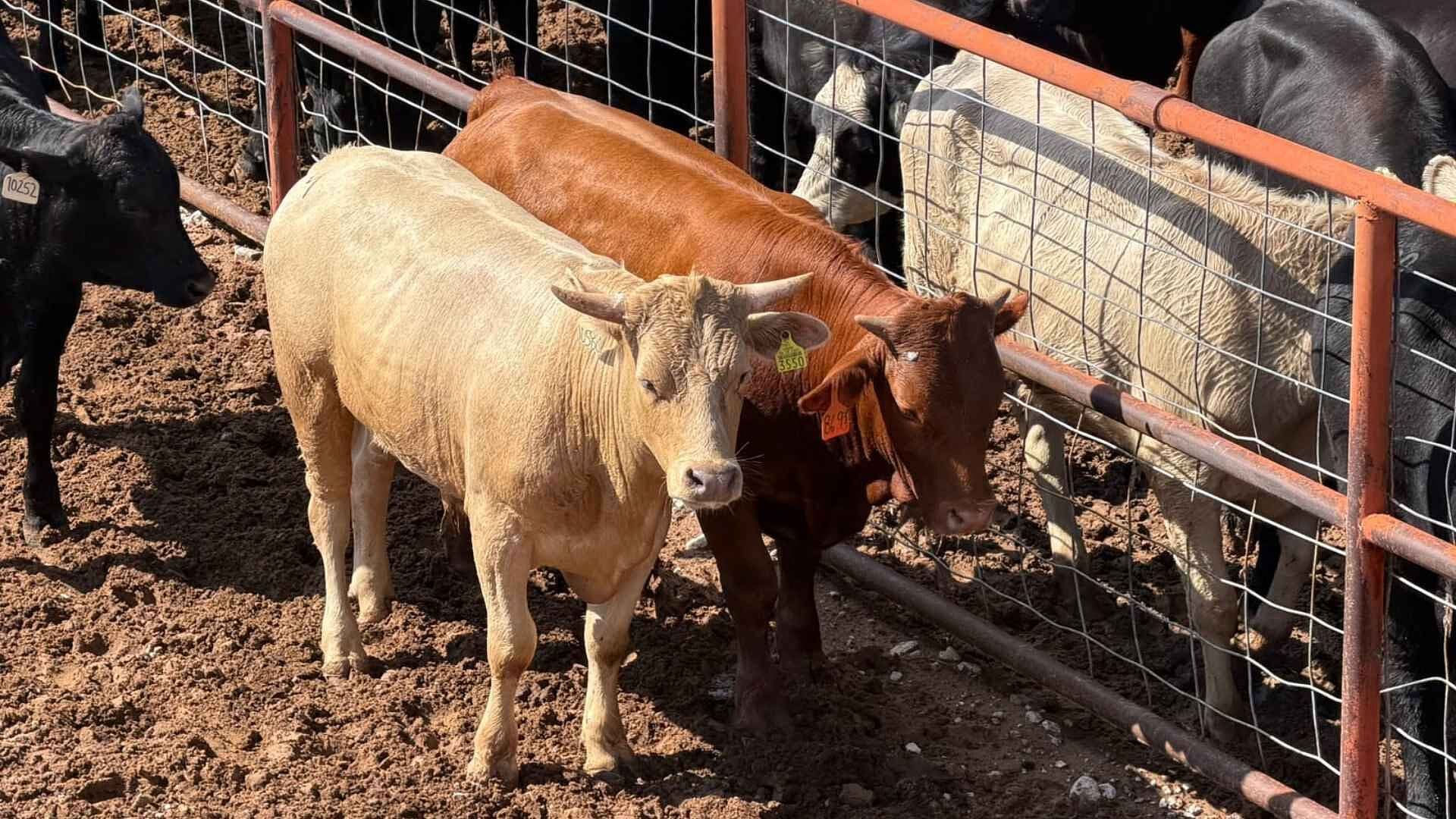 Chihuahua Reanuda Oficialmente la Exportación de Ganado