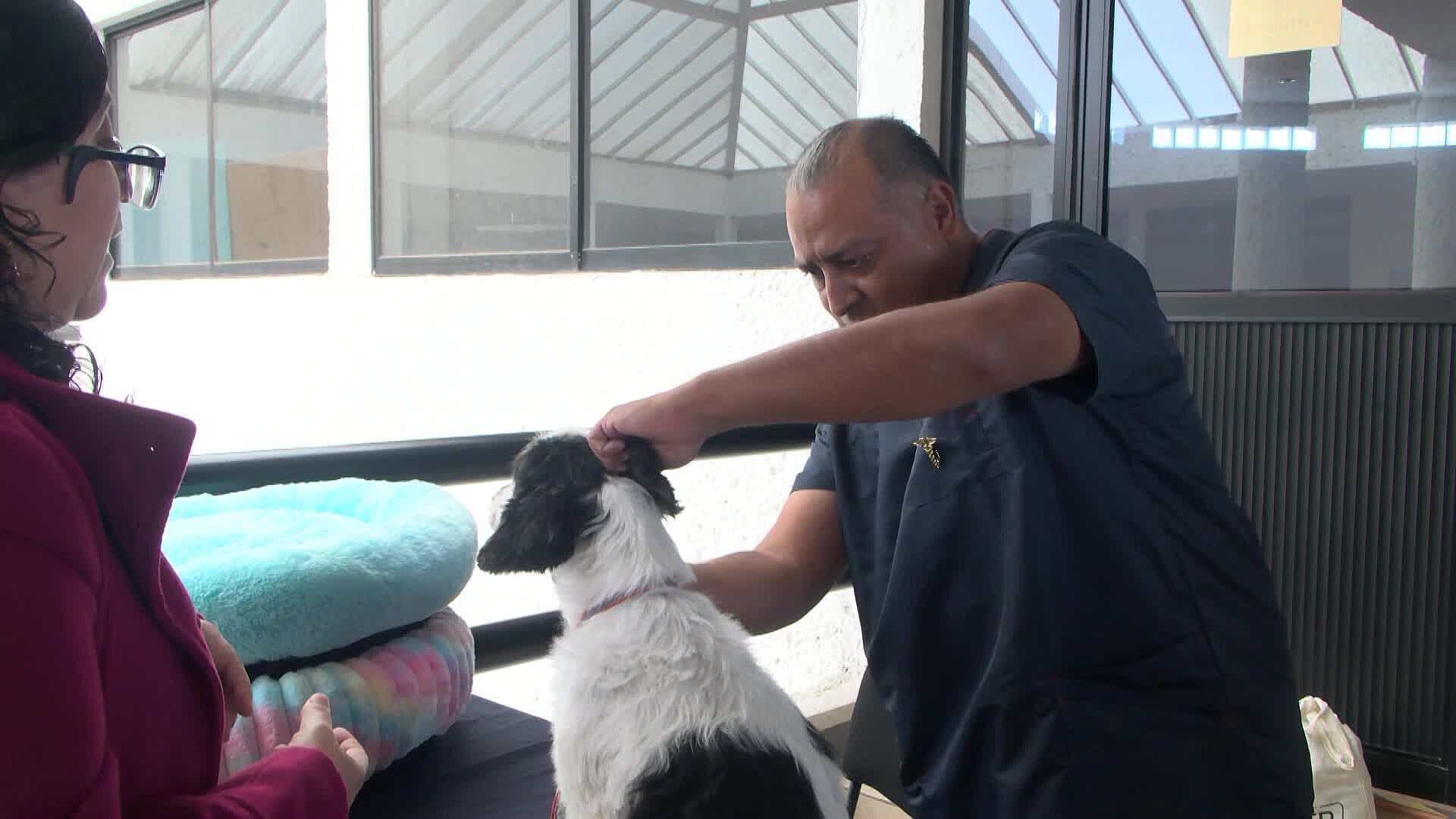Colegio de Veterinarios Registra Tres Denuncias por Mala Praxis en Querétaro