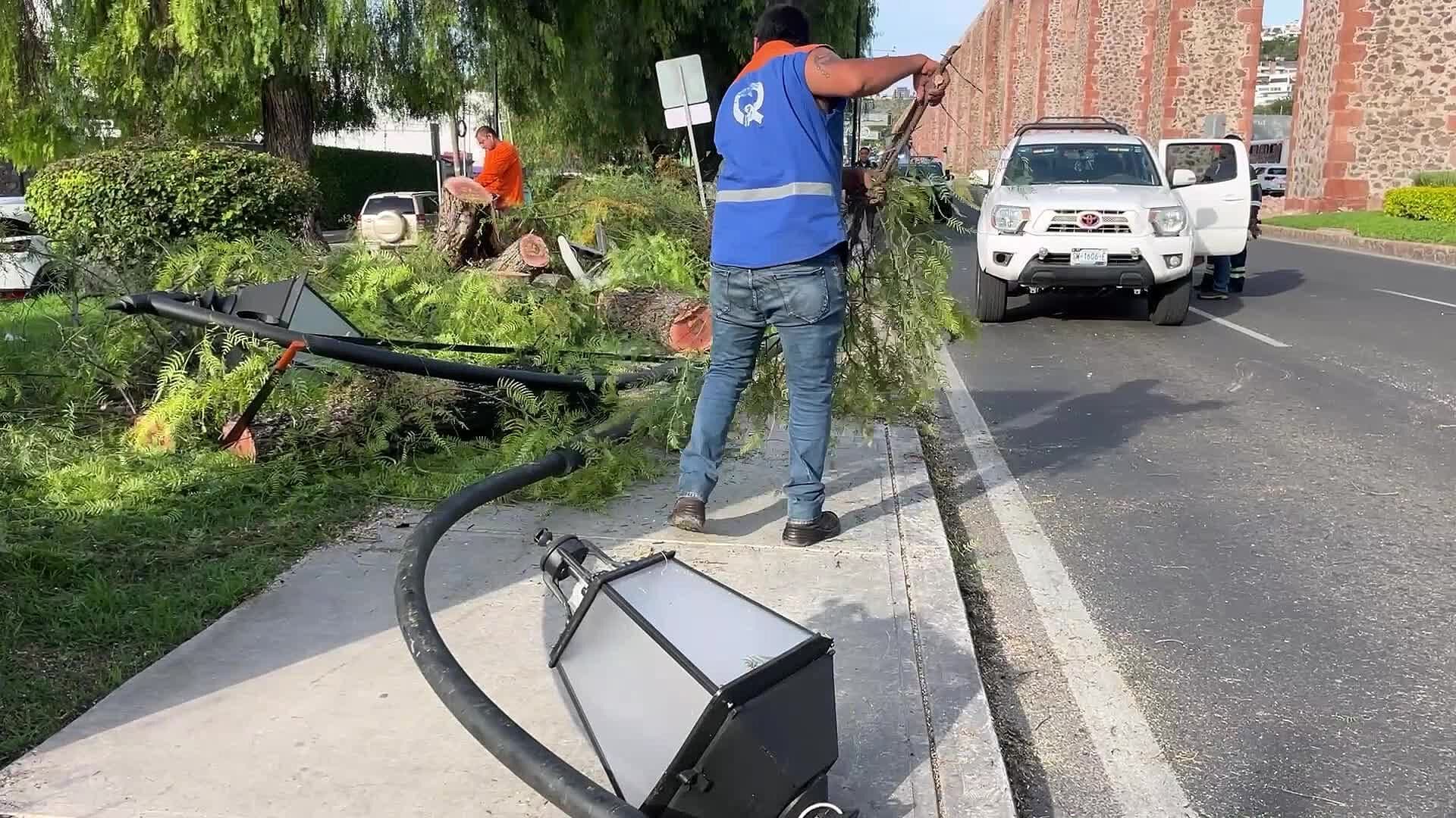 Cae Árbol de Más de 15 Metros en la Calzada de Los Arcos en Querétaro