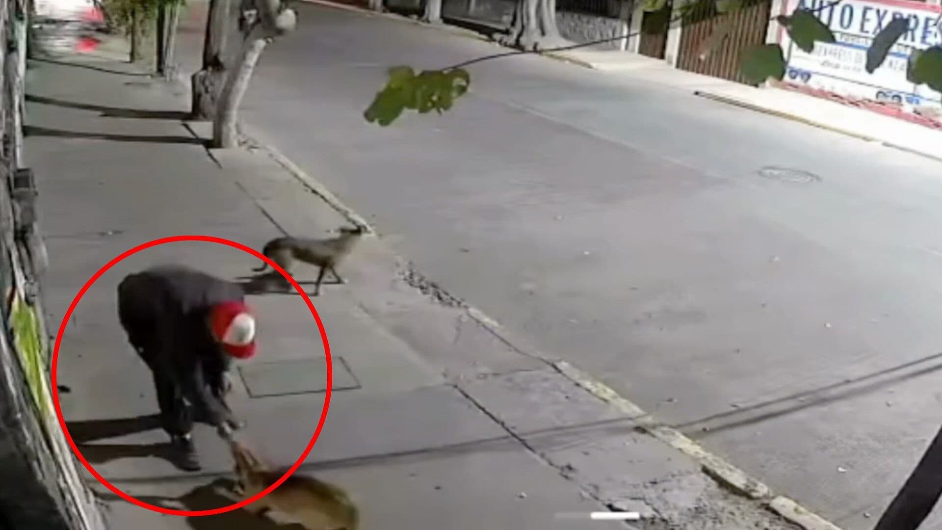 Video Robo Cableado Eléctrico Tehuacán Puebla Acaricia Perro para Distracción
