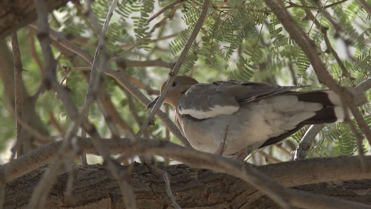Crece Interés por Observar Aves y Preparan Festival en Hermosillo