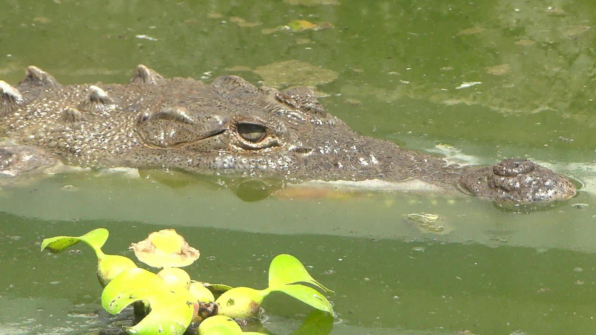 Continúan Avistamientos de Cocodrilos en Costas de Jalisco