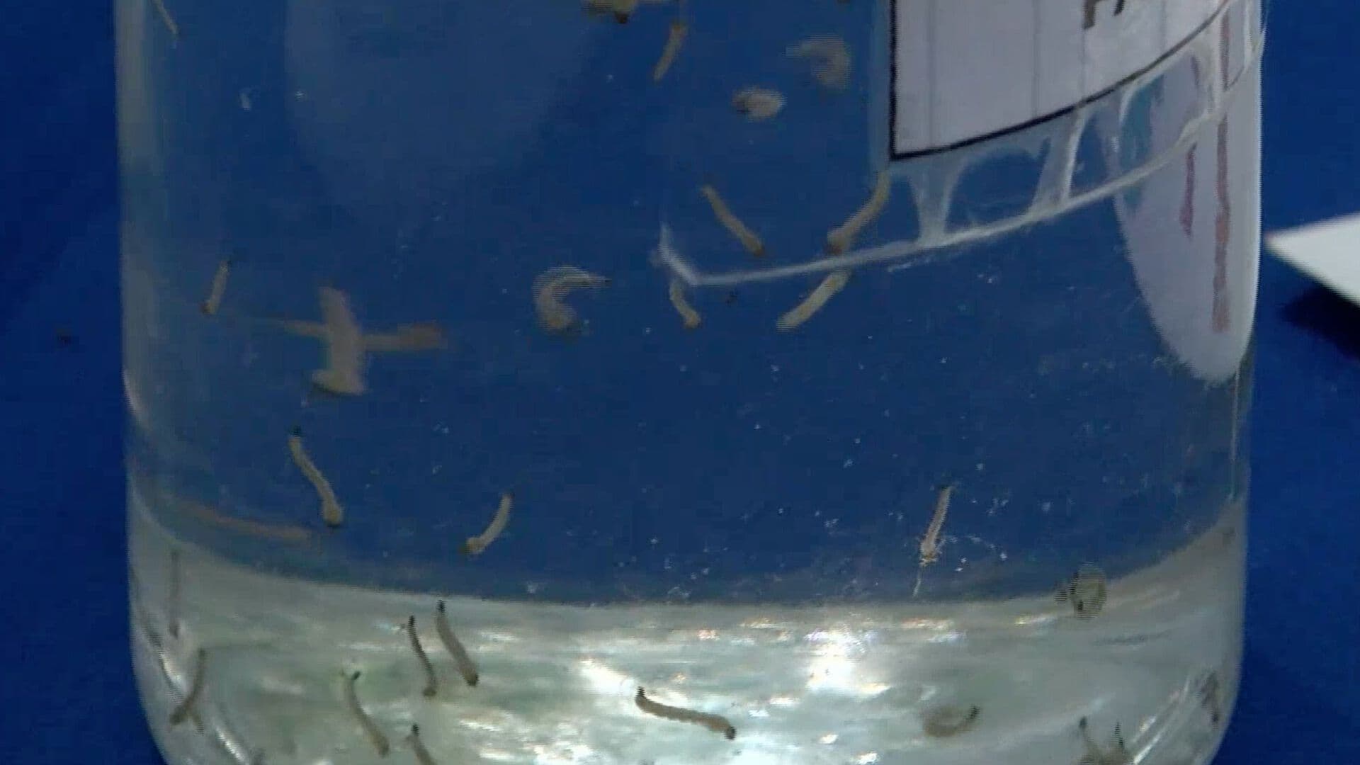 Reportan Aumento en Casos de Dengue en la Entidad Veracruzana