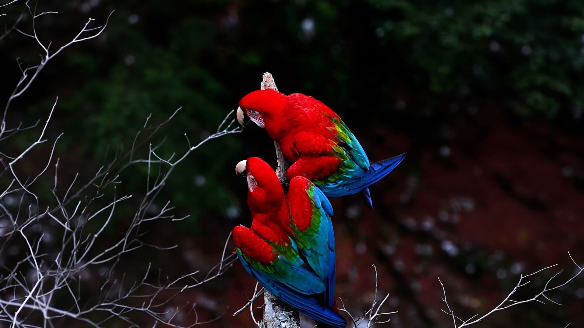 El Santuario de las Guacamayas