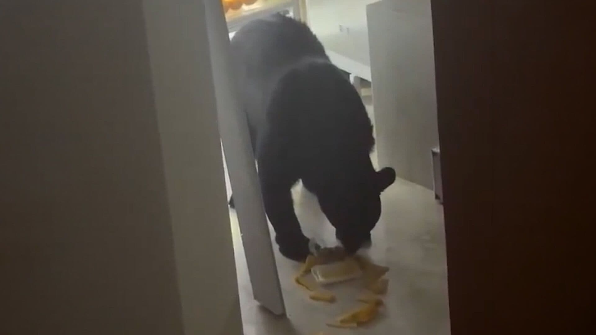 Oso Entra a Casa y Se Come los Tamales en el Refrigerador