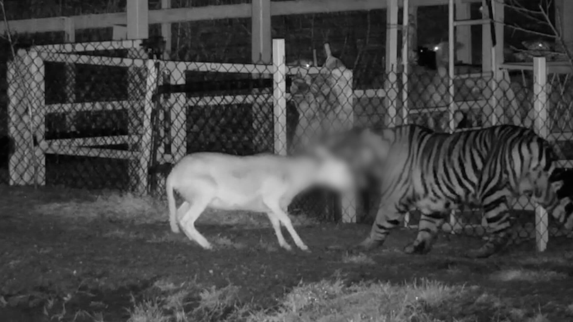 Alerta por Tigre Suelto en Jalisco