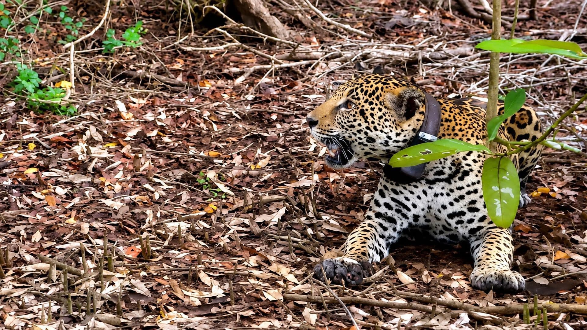 Reserva La Papalota, Nayarit