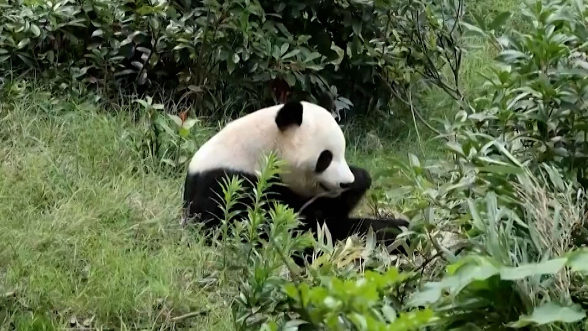 China Reanuda “Diplomacia Panda” con EE. UU.