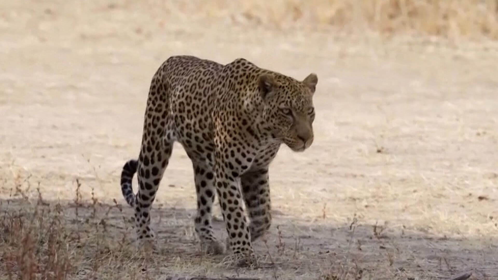 Leopardos Regresan a la Costa Oeste de Sudáfrica