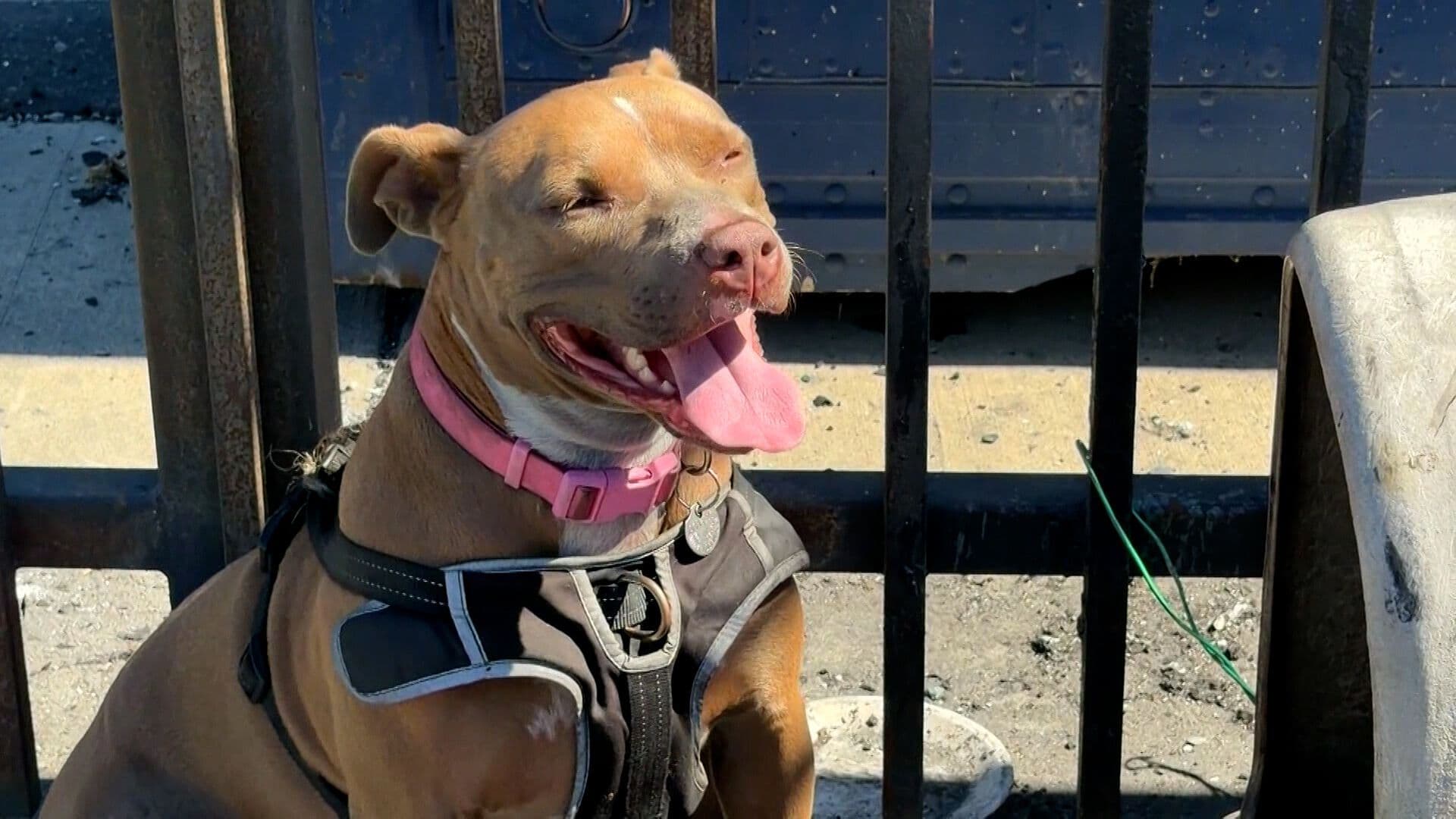 Hombre Rescata a Pitbull de Vehículo Incendiado