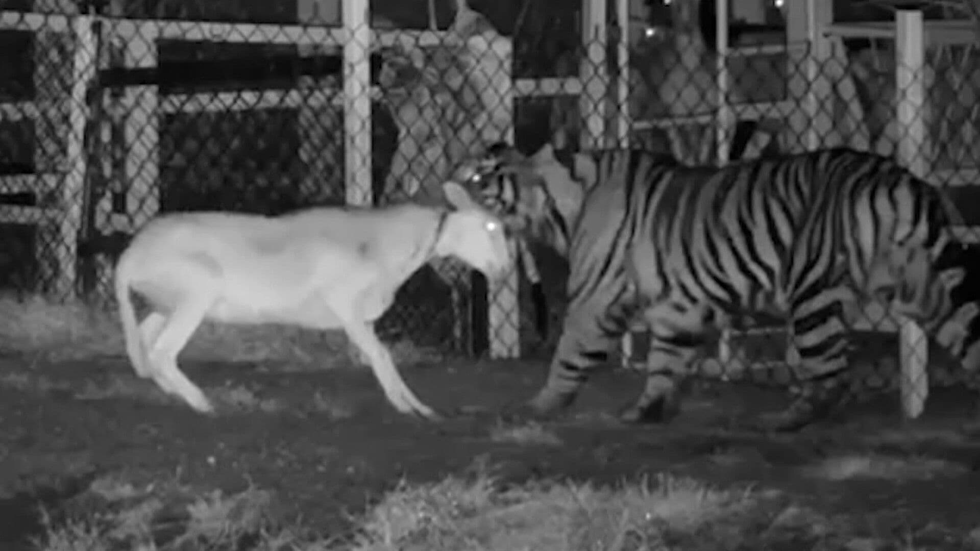 Captan a Tigre Merodeando en San José de las Moras, Jalisco