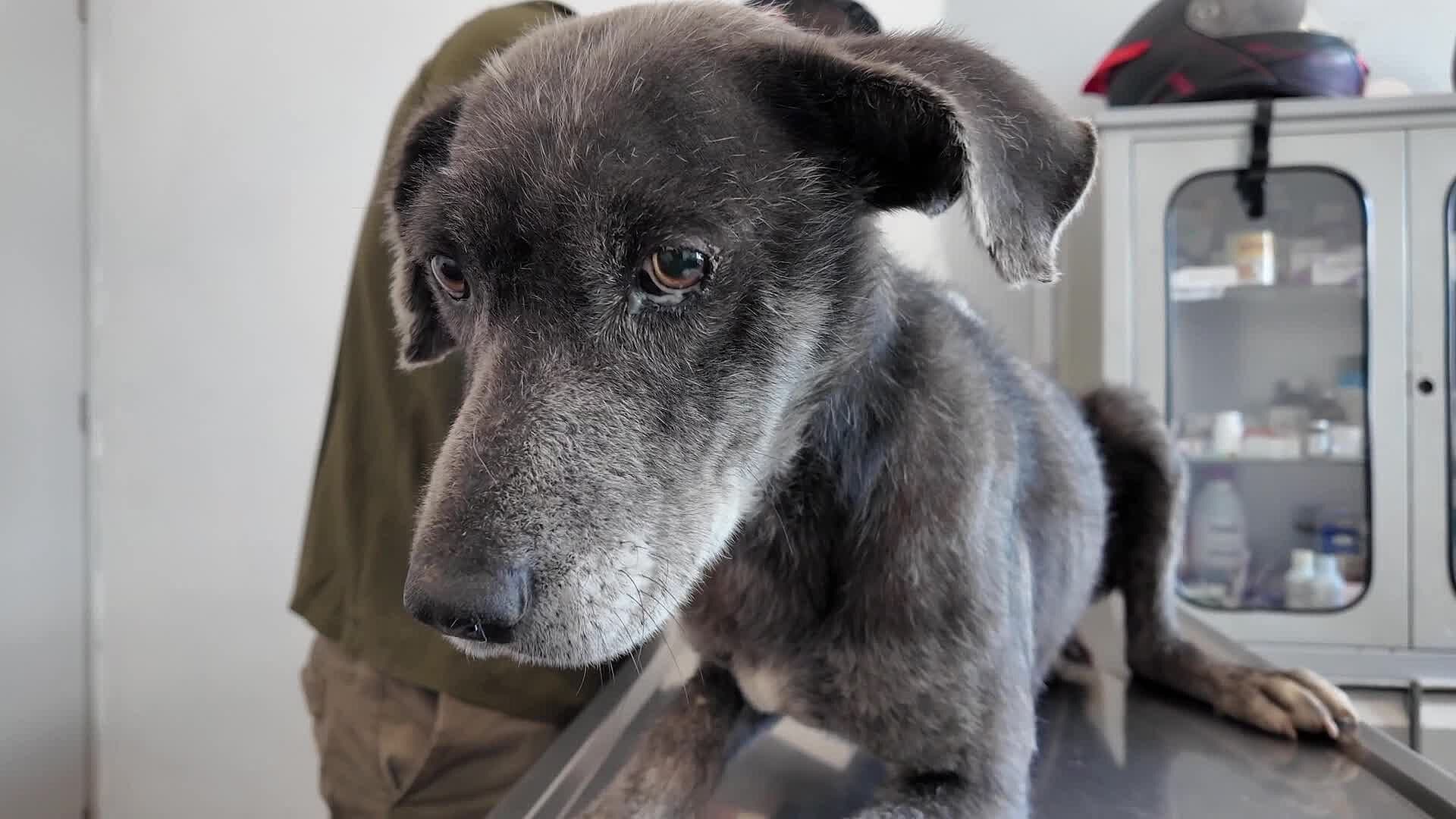 Detectan Cerca de 80 Perros con Gusano Barrenador en Querétaro