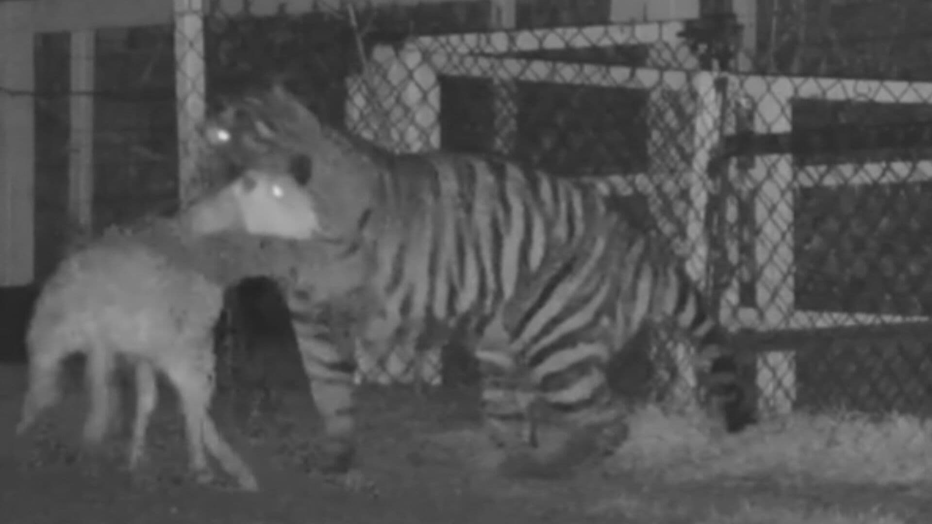 Capturan a Tigre que Deambulaba en La Barca, Jalisco