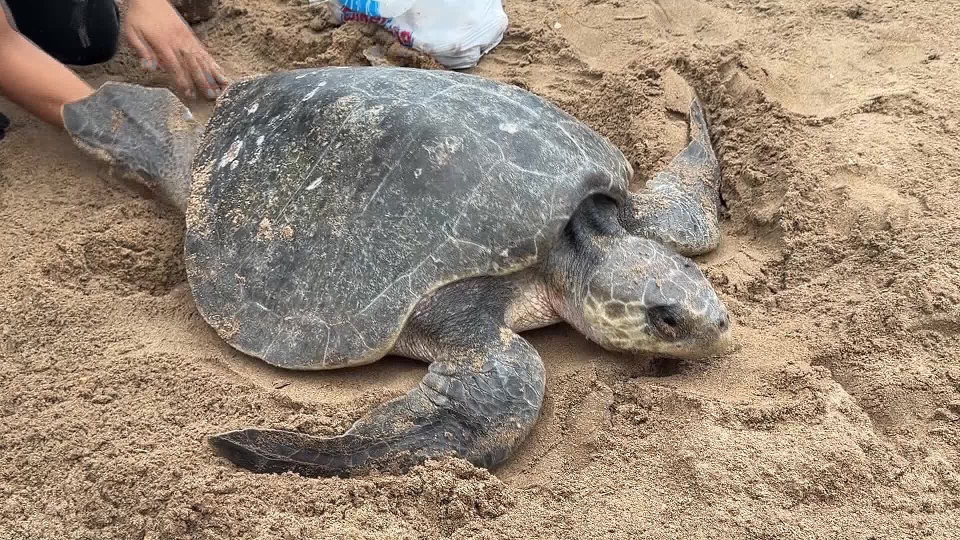Tortugas Golfinas Llegan a Playas de Melaque Durante Paso de Polo