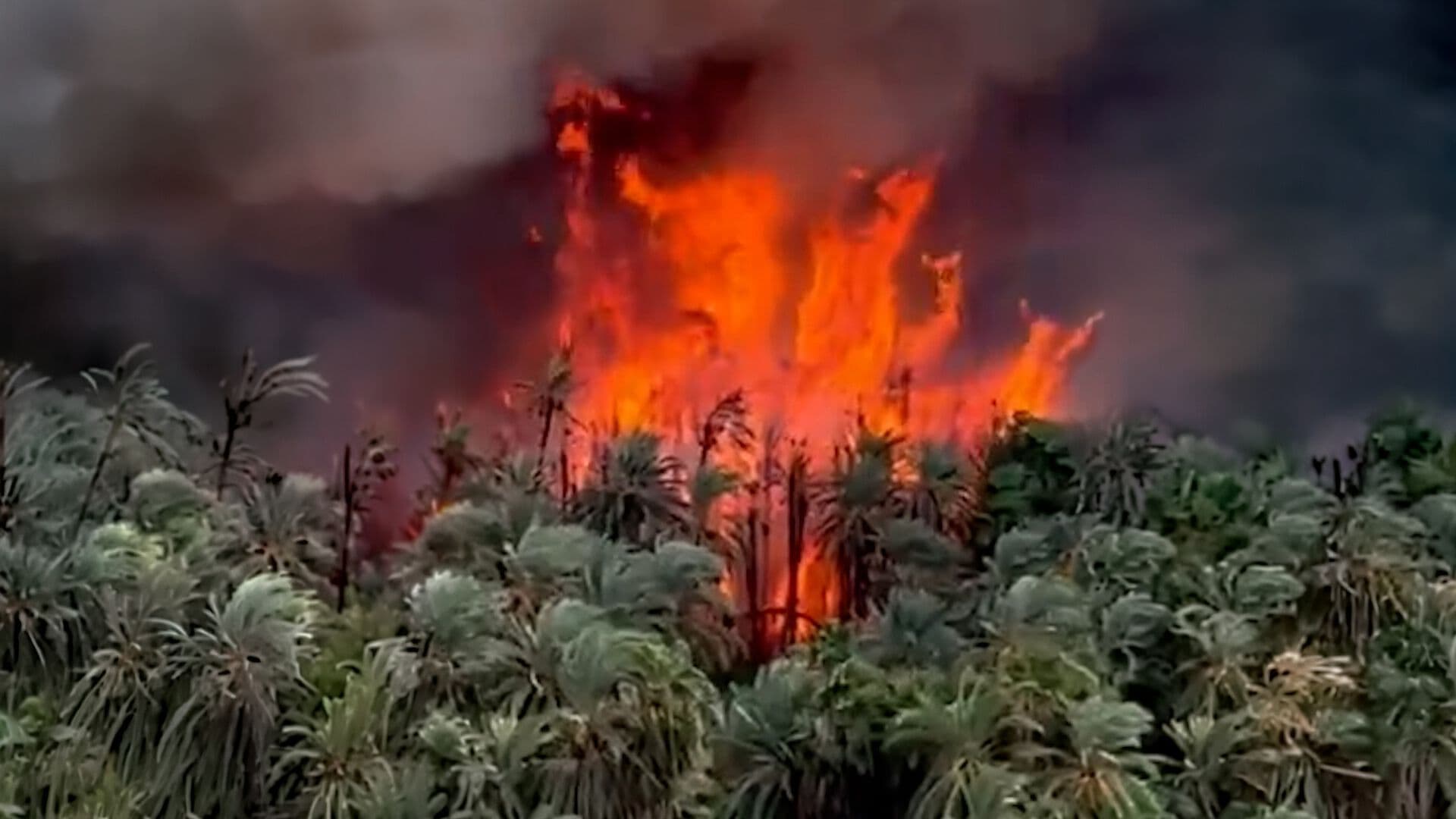 Incendio Forestal en Baja California Sur