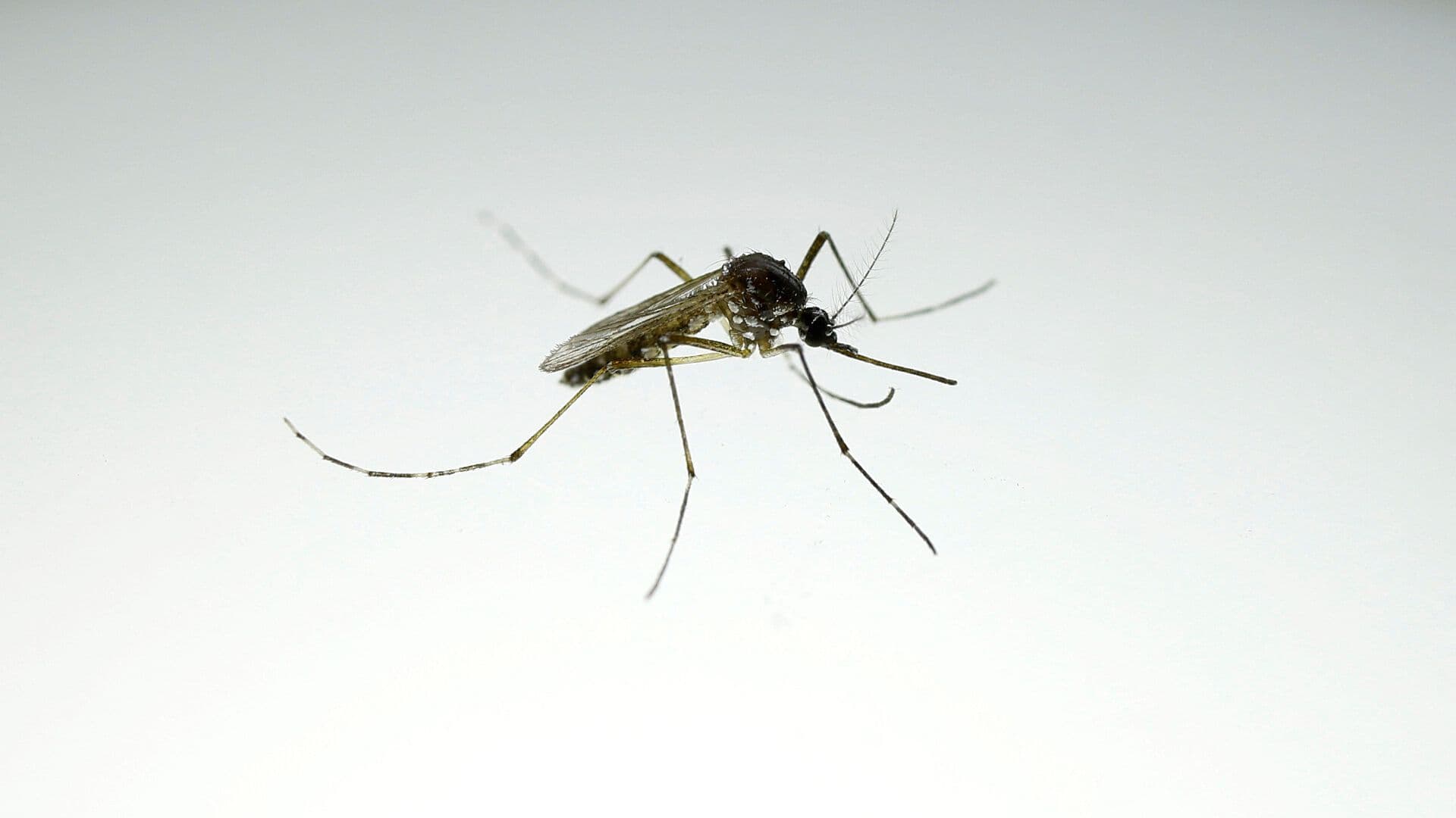 Aumentan Casos de Dengue en Veracruz: Al Menos tres Muertes Confirmadas