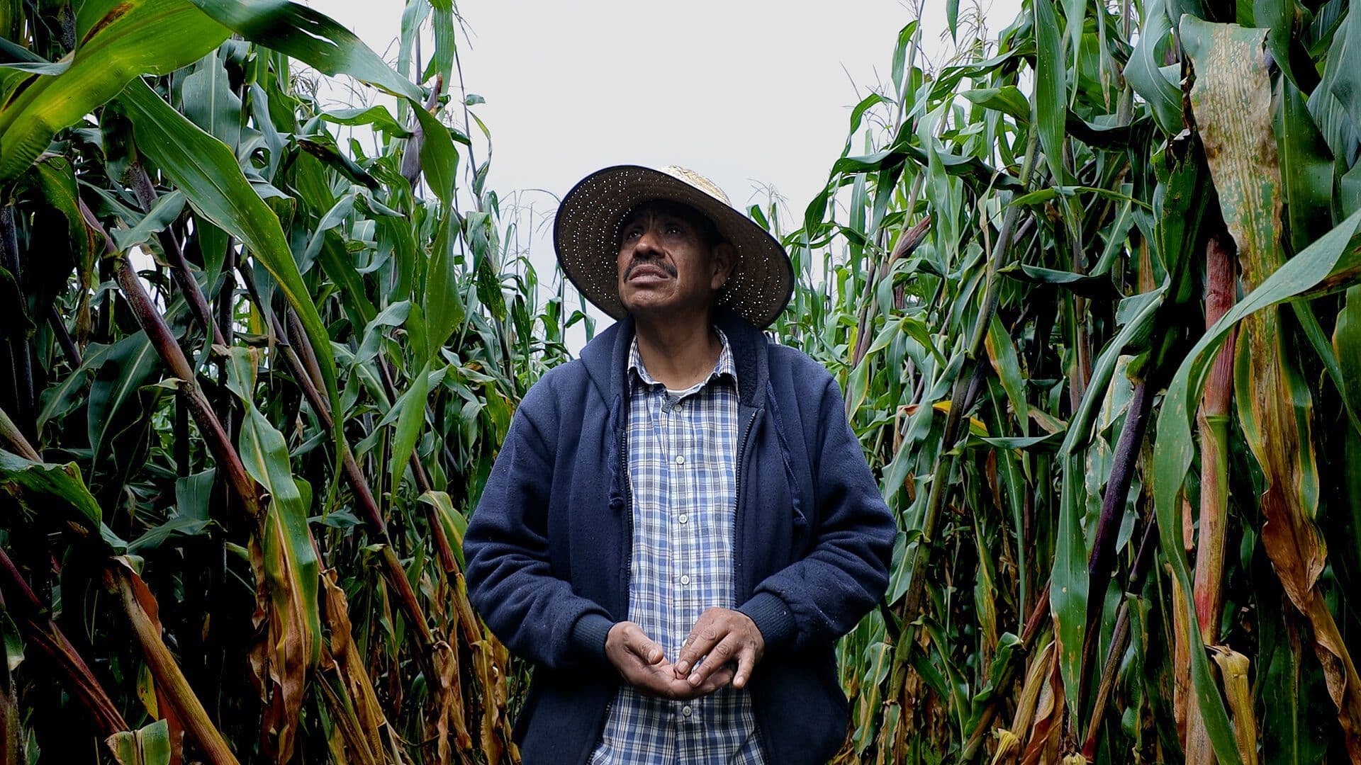 Agricultor de Maíz Nativo en Resistencia