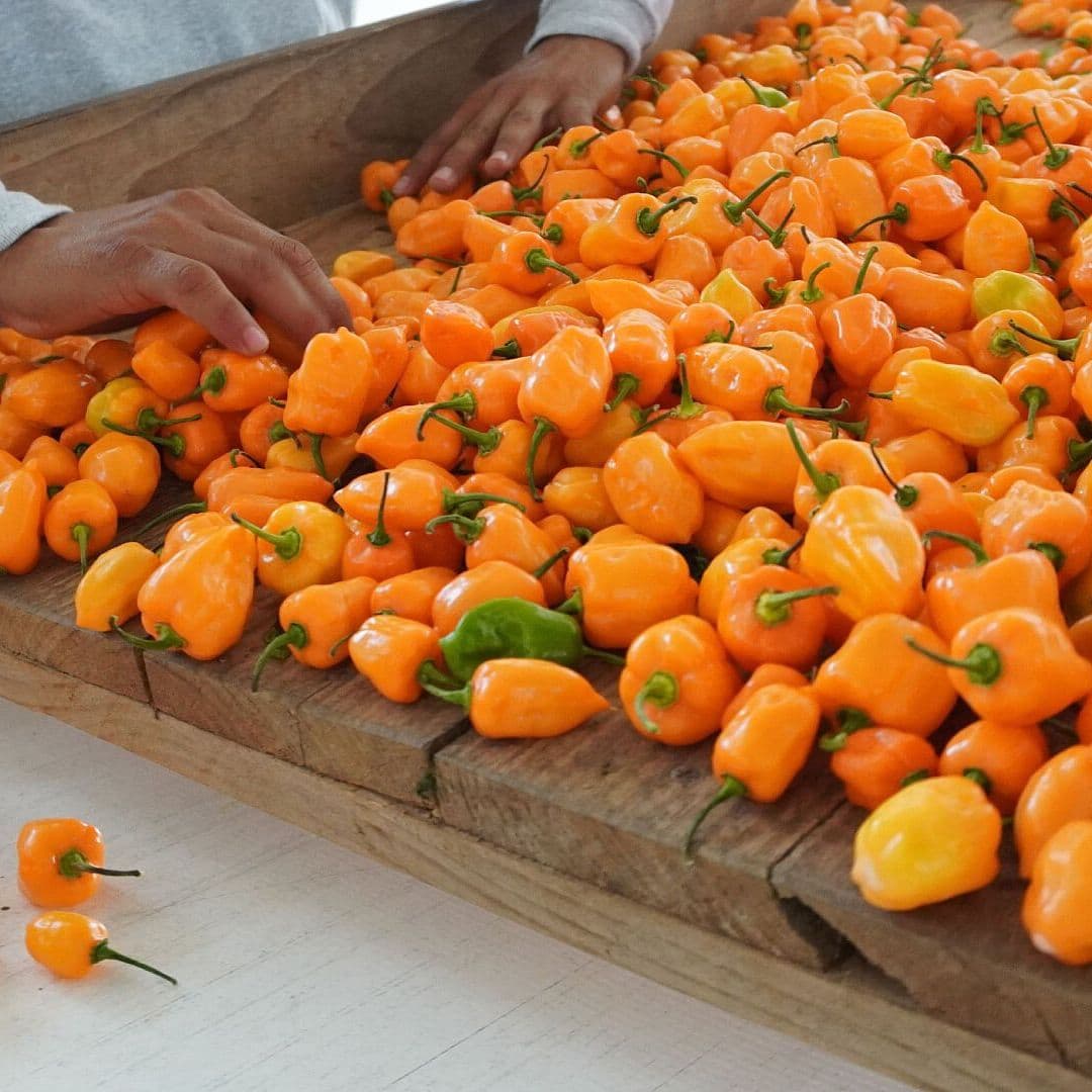 Chile Habanero, el Tesoro Gastronómico Más Picante de Yucatán