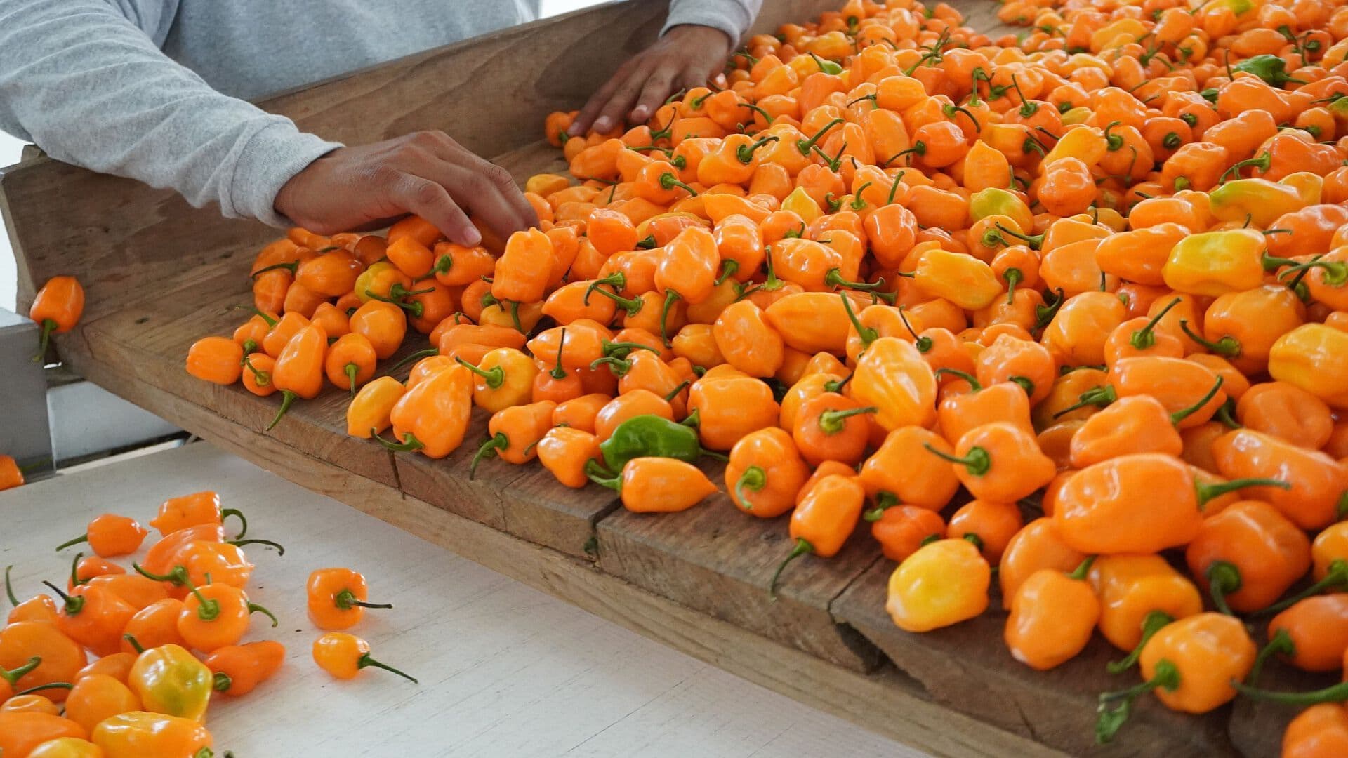 Chile Habanero, el Tesoro Picante Gastronómico de Yucatán