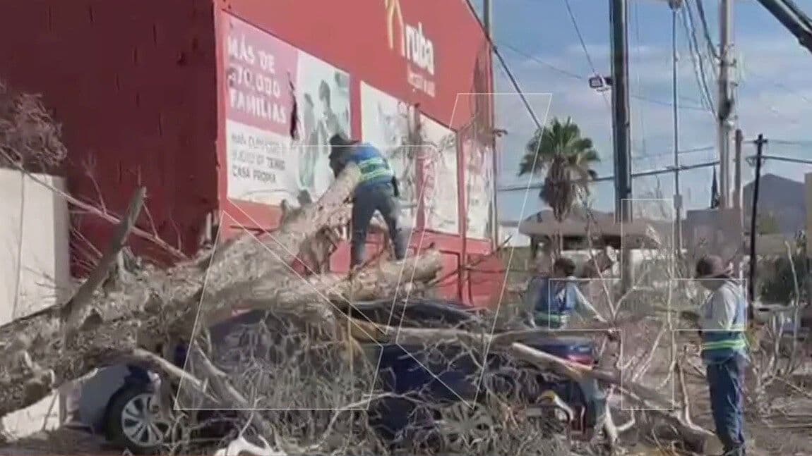Remanentes del Huracán Polo Provocan la Caída de Árboles en Chihuahua