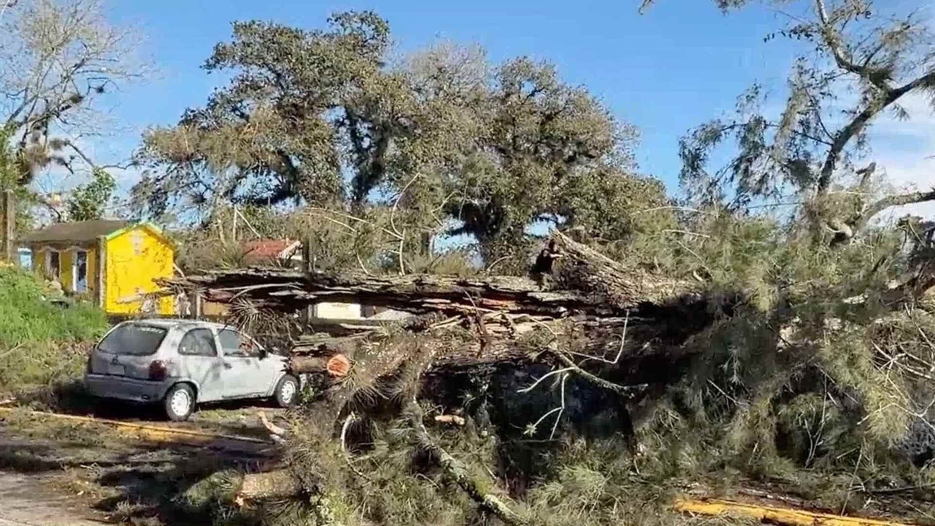 Intensa Lluvia Colapsa Árbol de Grandes Dimensiones y Cae sobre Barda en Xalapa