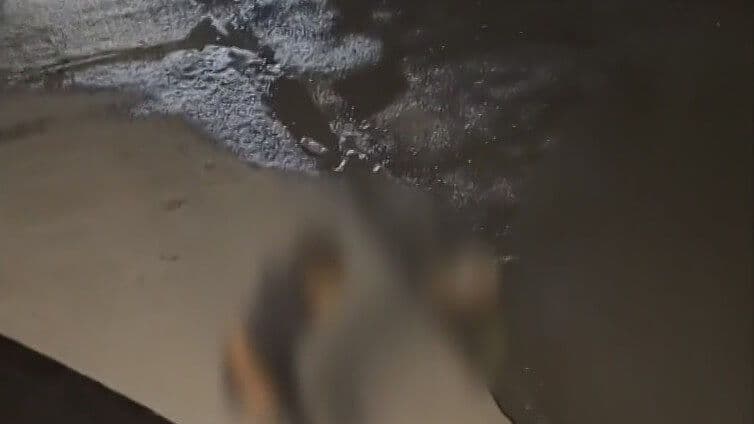 Arman Pelea a Pedradas en Plena Avenida en Escobedo
