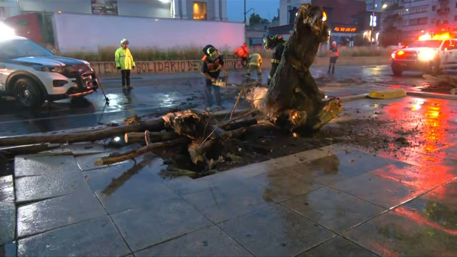 Caída de Árbol Afecta Circulación en Avenida México-Tenochtitlán, en CDMX