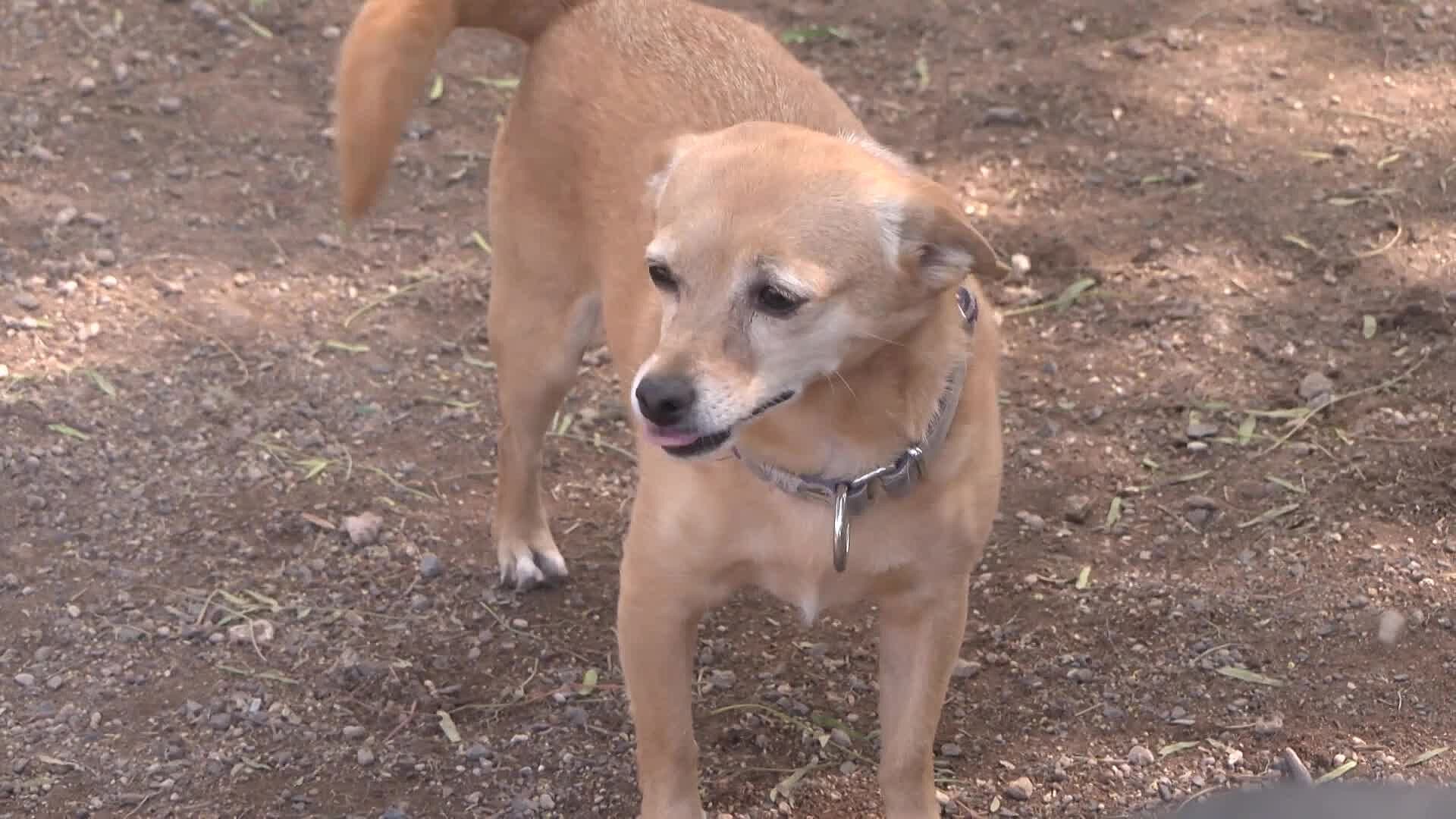 Proponen Publicar Padrón de Personas con Procesos por Maltrato Animal en Querétaro