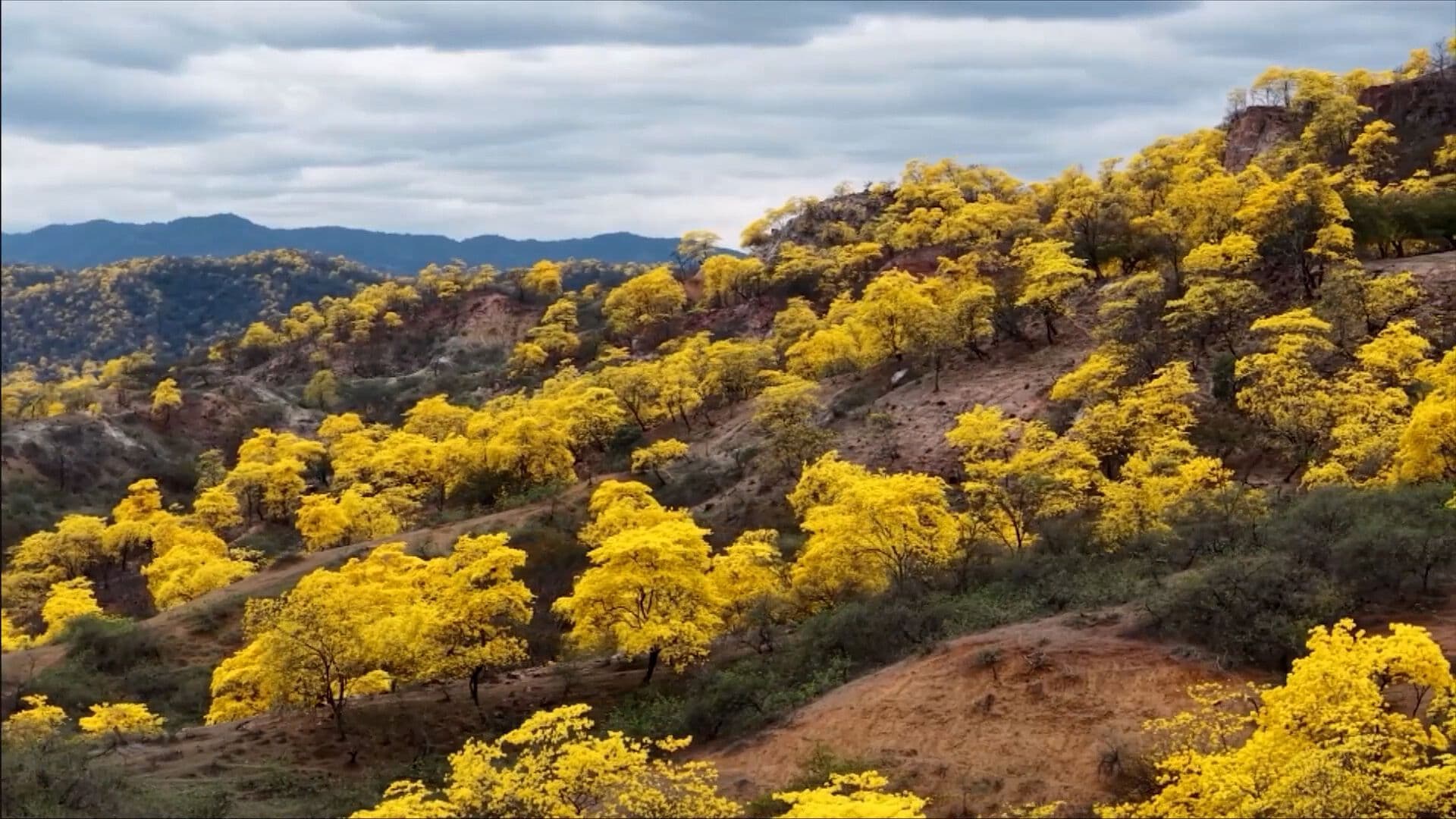 Guayacanes Florecen Antes de Tiempo por El Niño