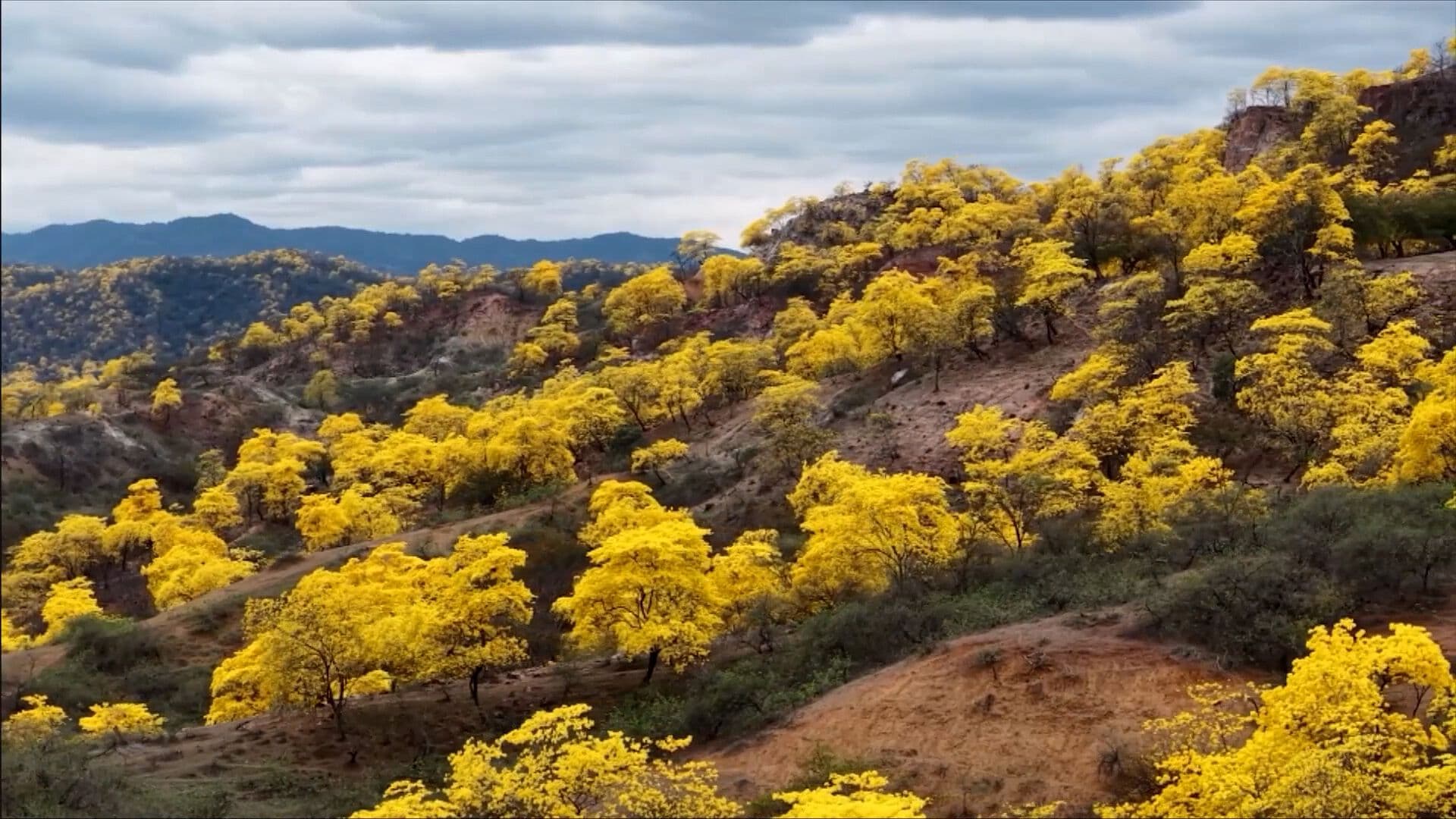 Guayacanes Florecen Antes de Tiempo por El Niño
