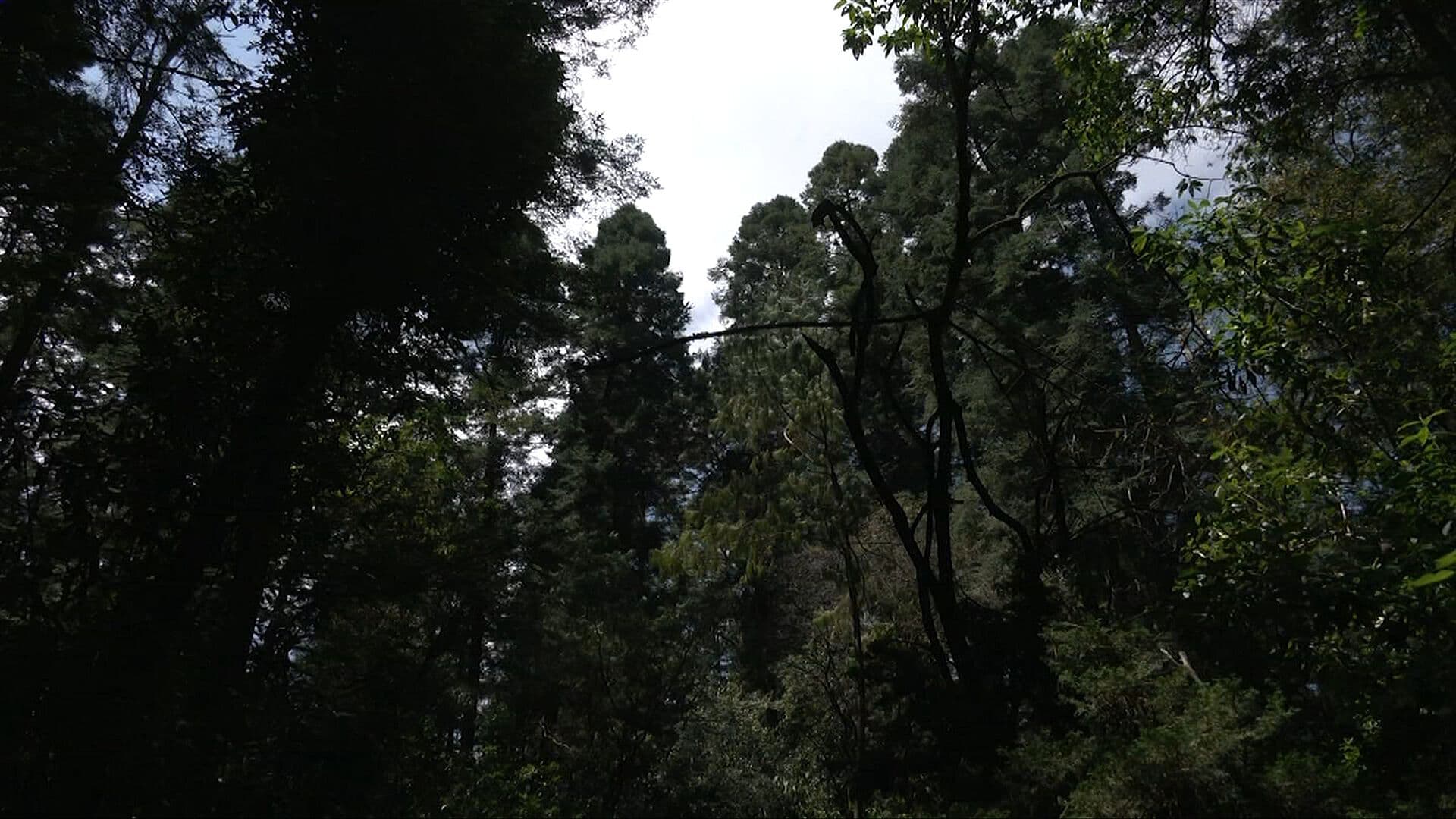 Visitantes del Bosque Ocotal, en Cuajimalpa, Denuncian Inseguridad y Robos en la Zona