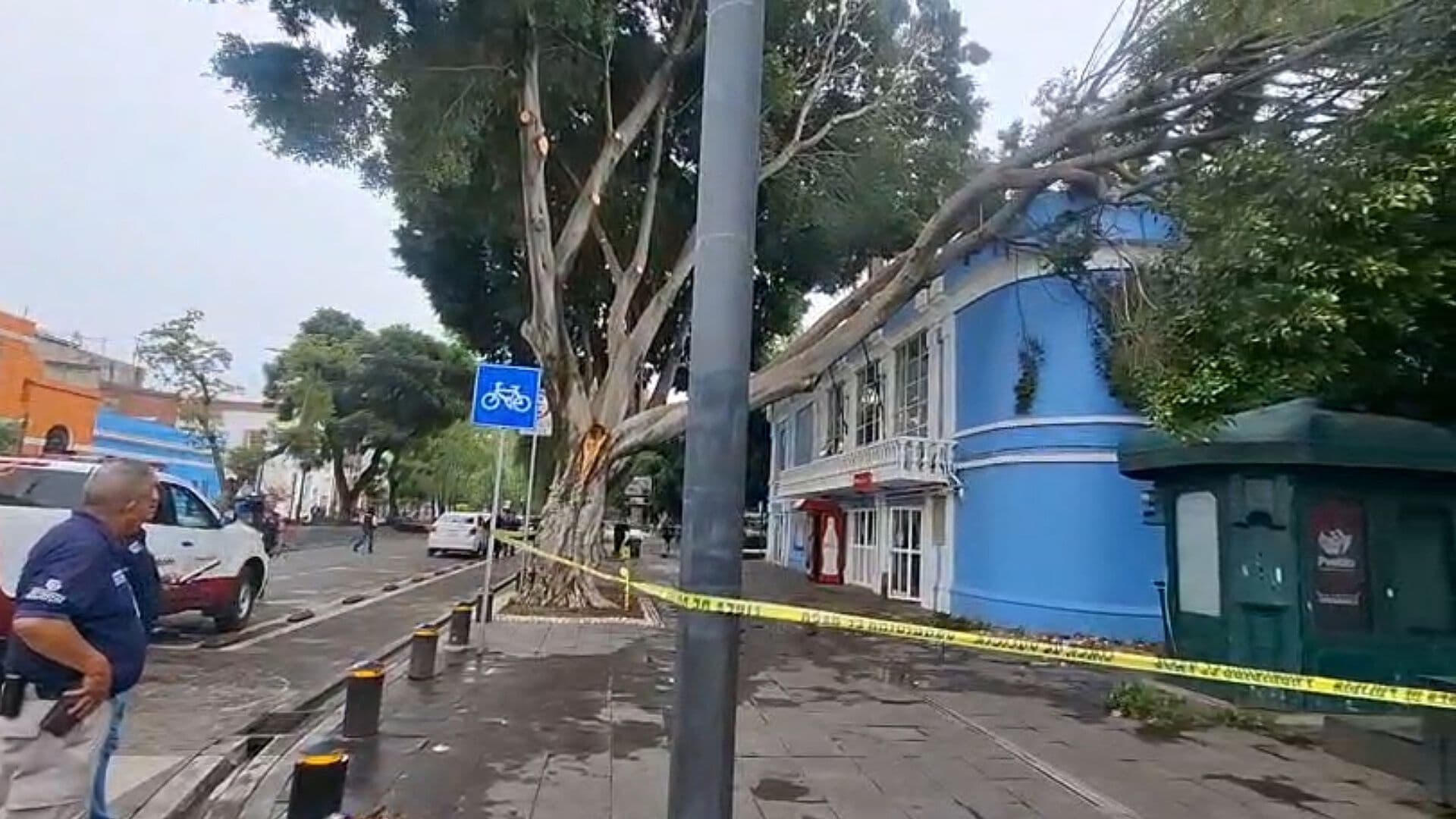 Colapso Árbol Rama Tronco Oficinas Agua Puebla Exacuario Paseo Bravo Puebla