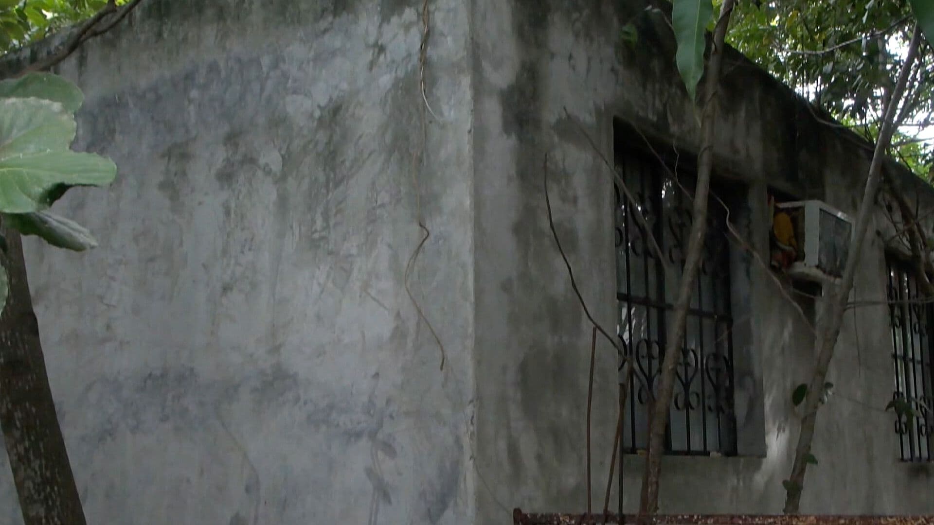 Denuncian Condiciones Insalubres por Acumulación de Perros en Una Vivienda de Altamira
