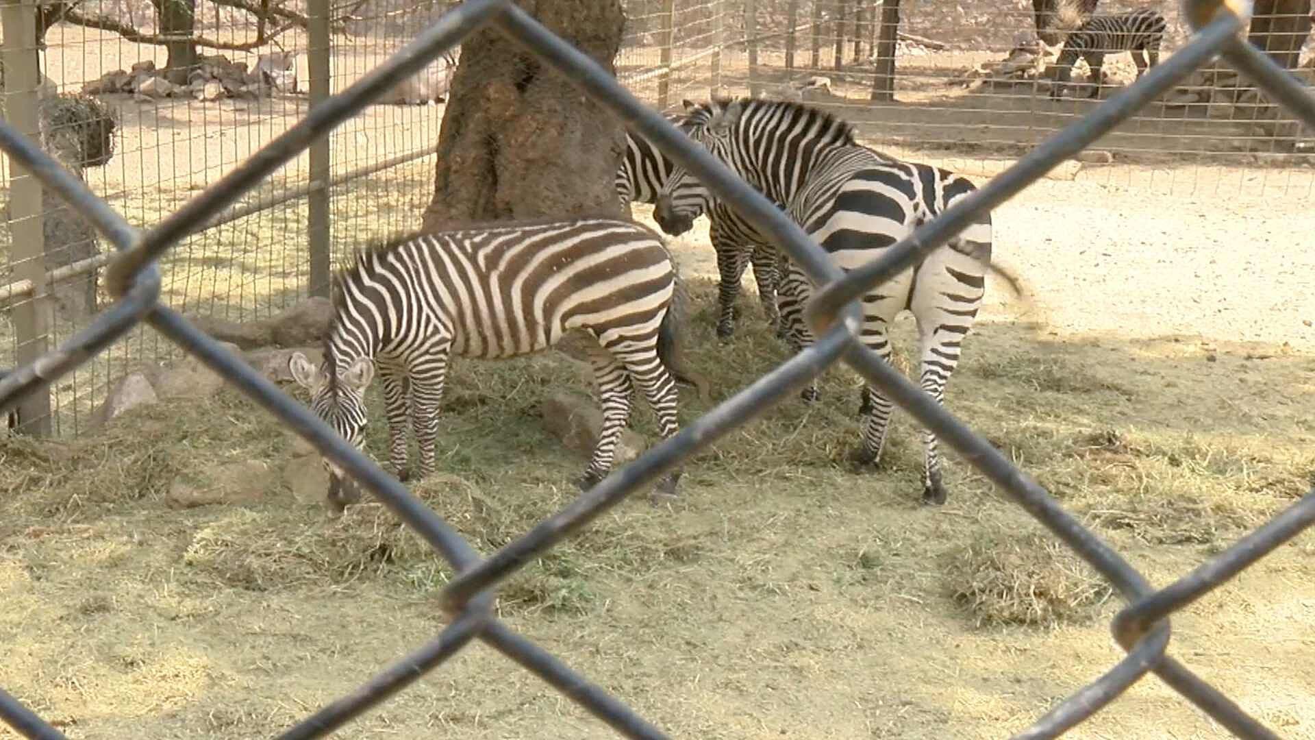 Zoológico de León Registra Más de 40 Muertes en lo que Va del 2026
