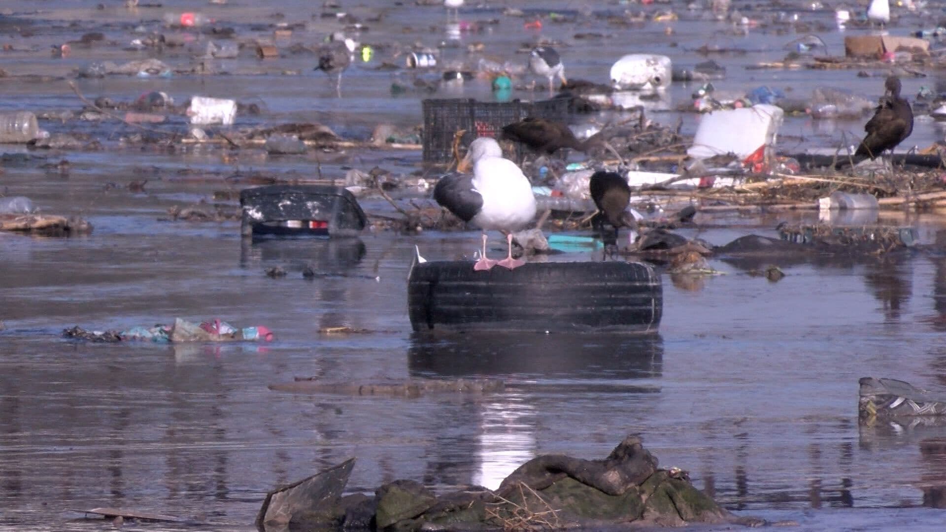 Detectan Contaminación de Químicos Industriales en la Canalización del Río Tijuana