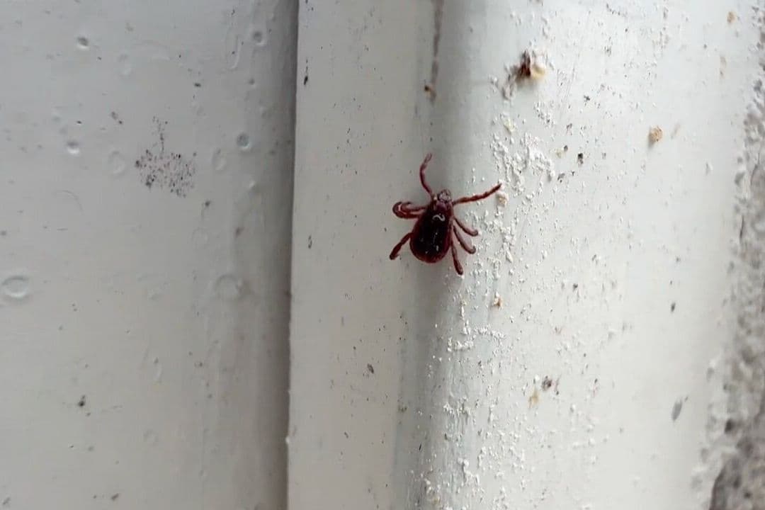 Advierten Posible Aumento de Dengue y Rickettsia en Sonora