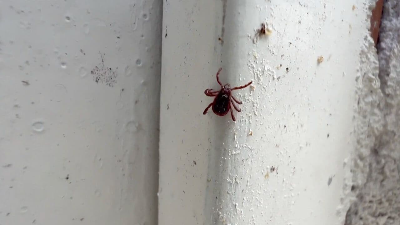 Advierten Posible Aumento de Dengue y Rickettsia en Sonora