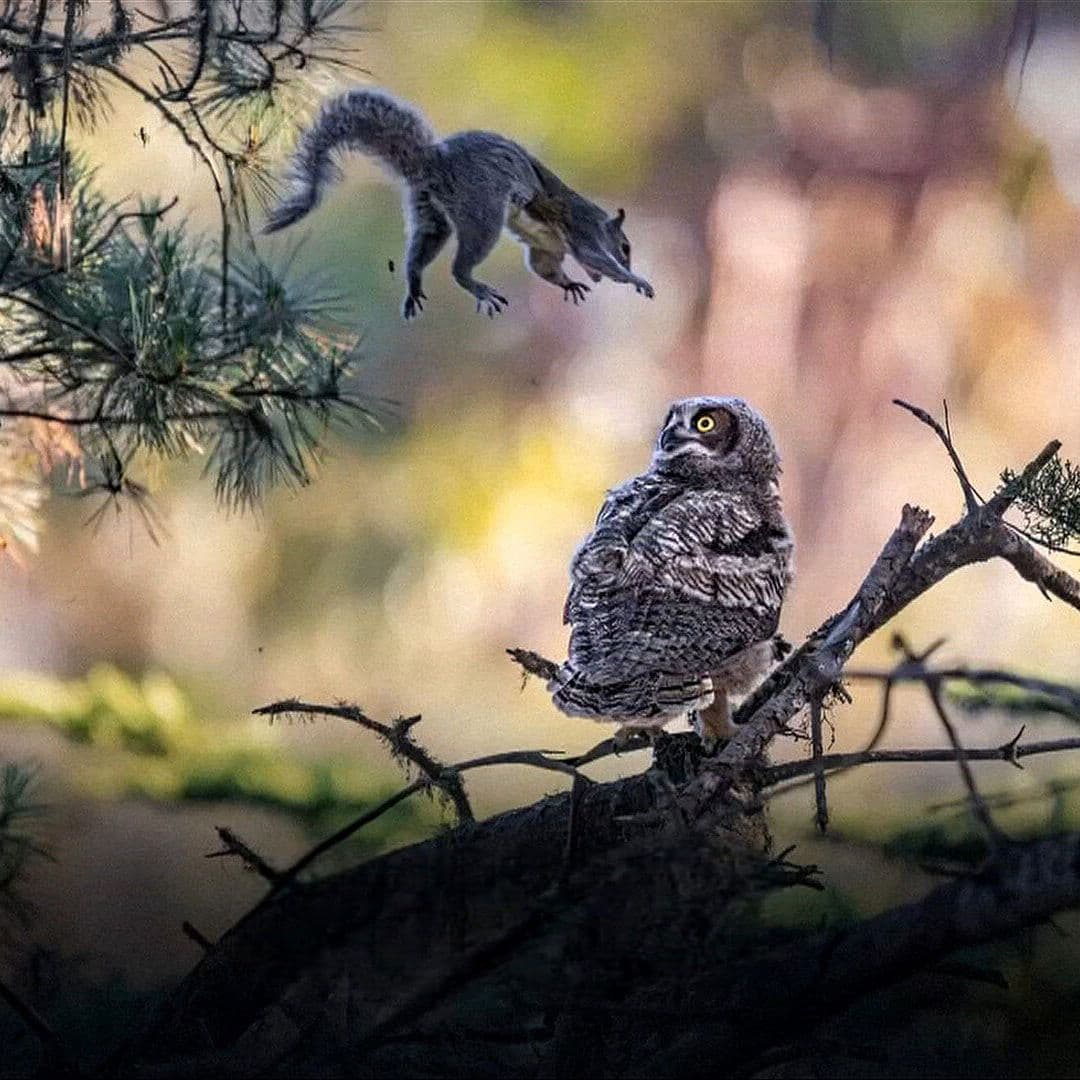 Ellos Son Algunos Finalistas del Concurso de Fotografía de Vida Silvestres Cómica