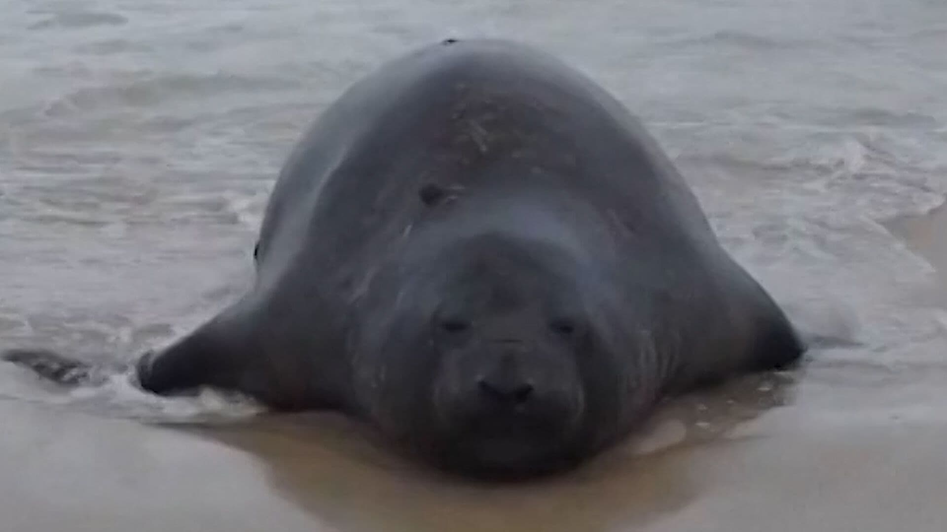 Sorprende Elefante Marino en Playa