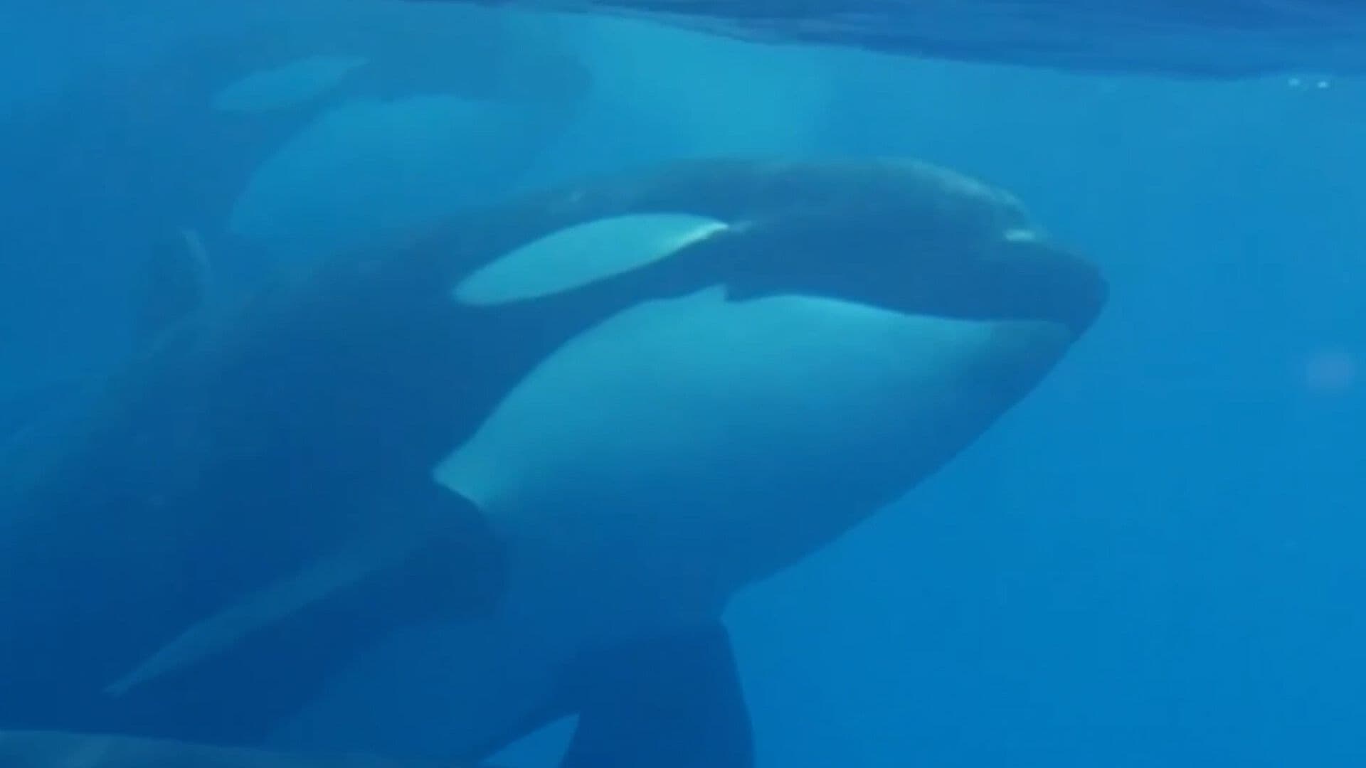 Un Encuentro con Nueve Orcas