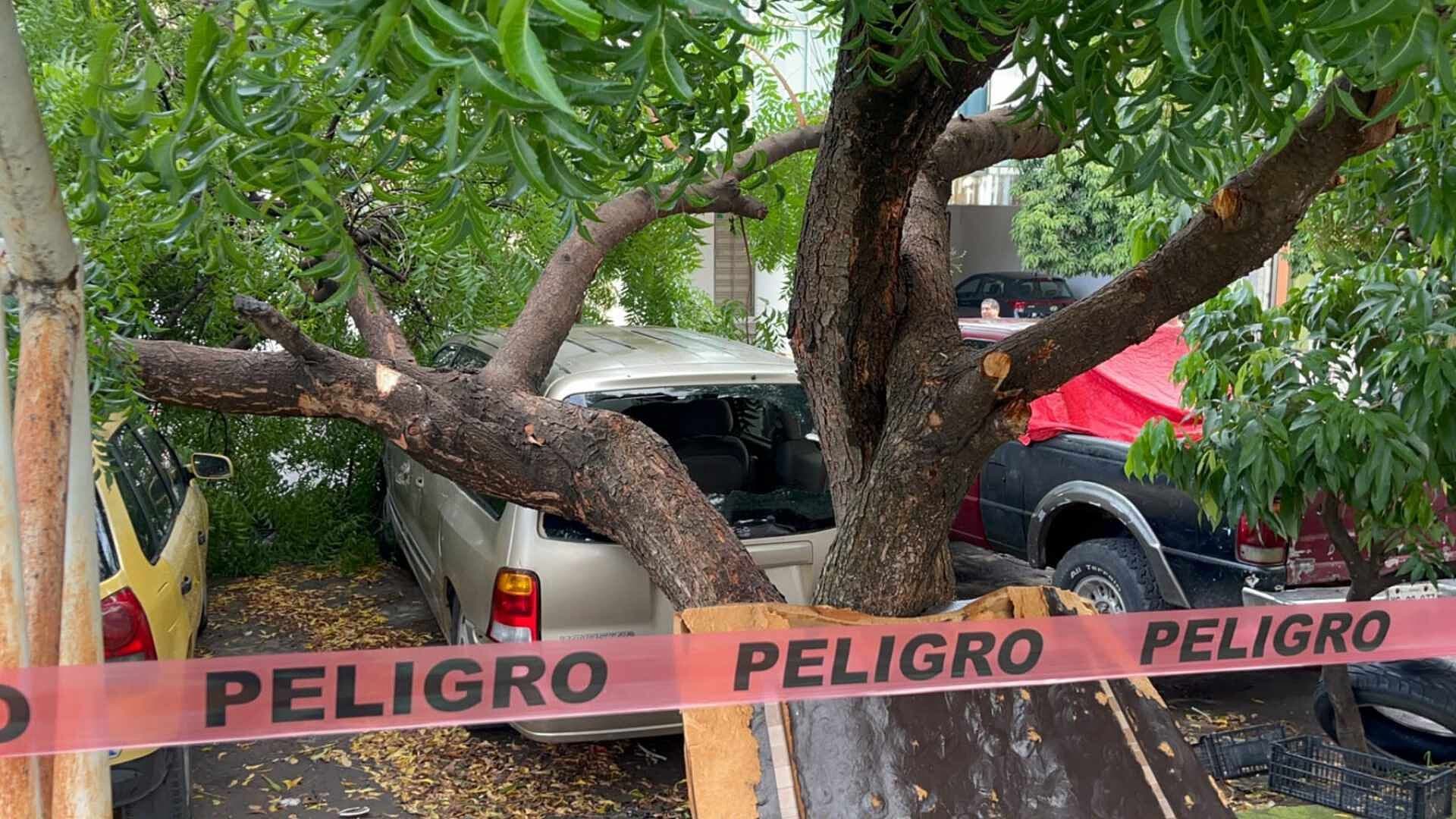 Árbol Cae y Daña Dos Vehículos en el Fraccionamiento Xana de Veracruz