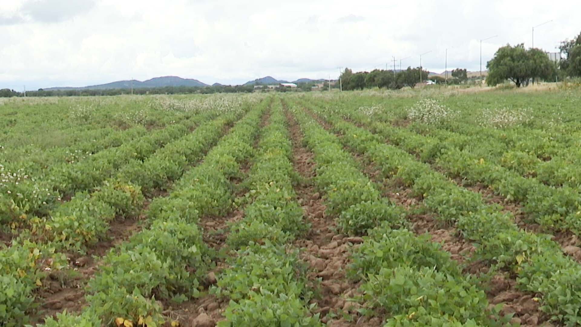 Falta de Lluvias en Ocampo Afecta los Cultivos de Frijol